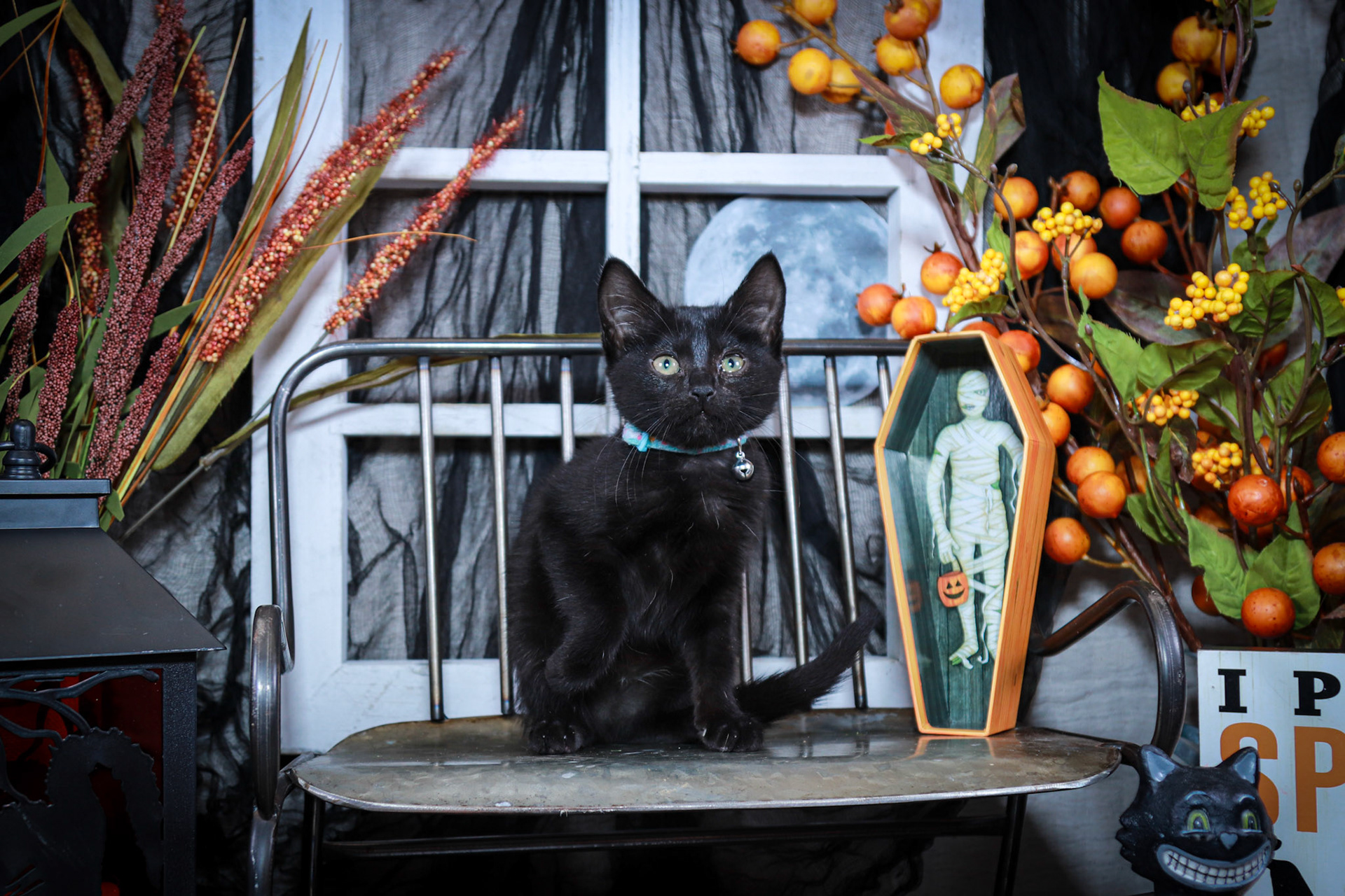 Bibbidi (F-DSH-Black)