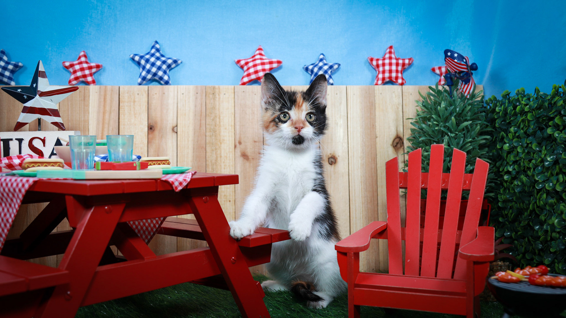 Calypso (F-DSH-Calico)