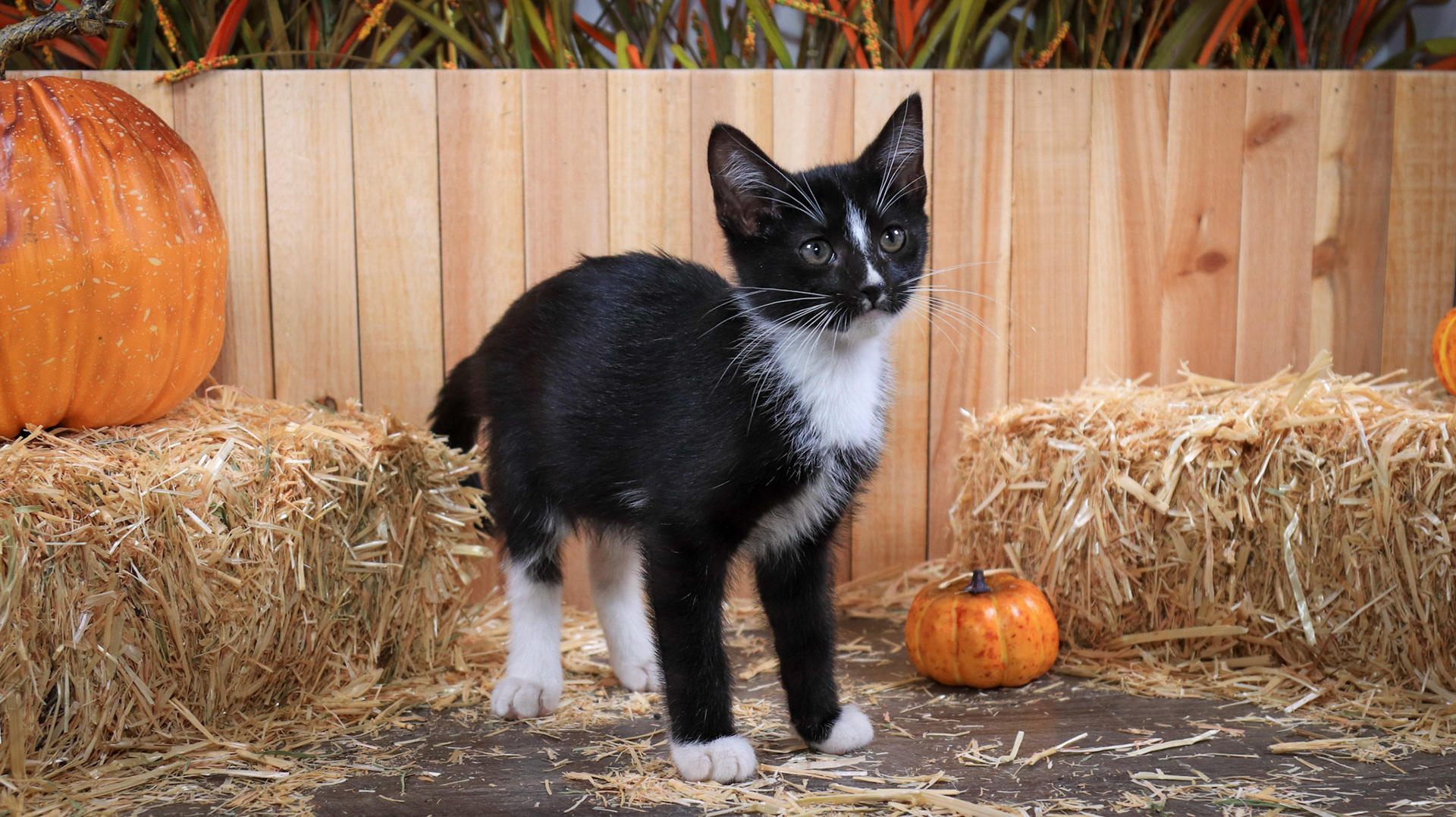 Ringo (M-DSH-Black/White/Tuxedo)