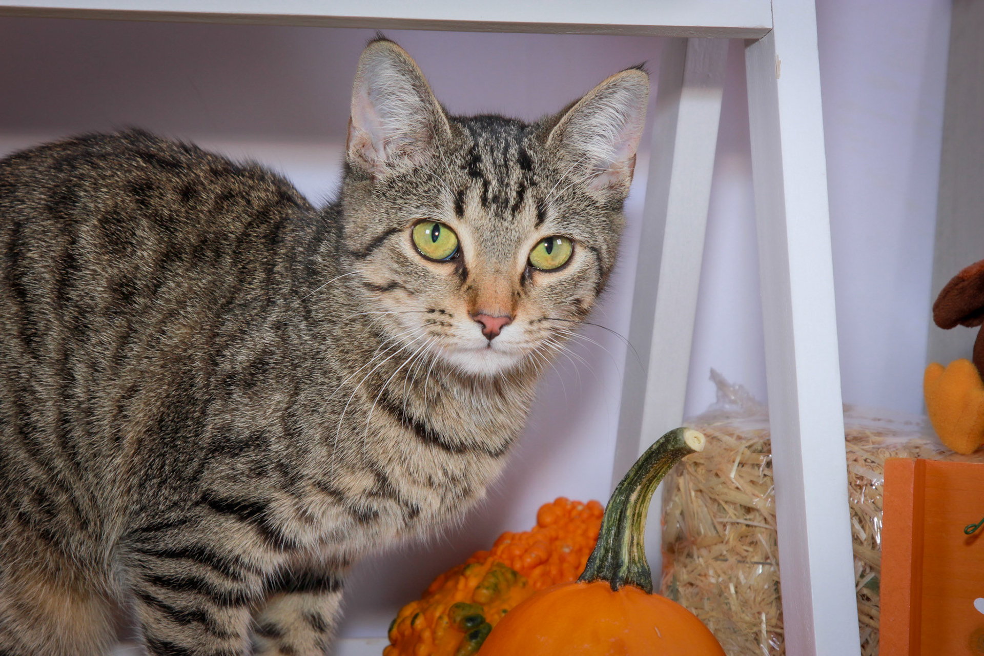Wren (F-DSH-Tabby)