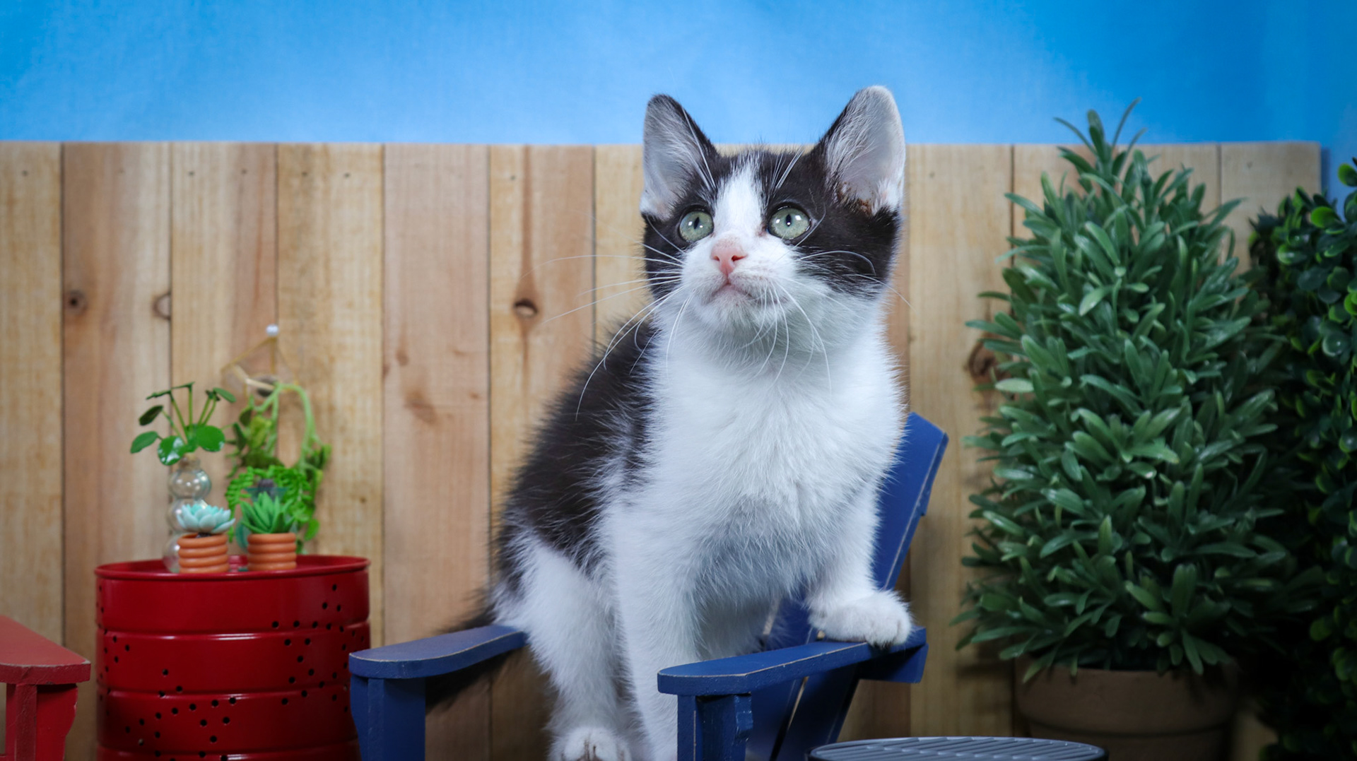 Phineas (M-DSH-Black/White/Tuxie)
