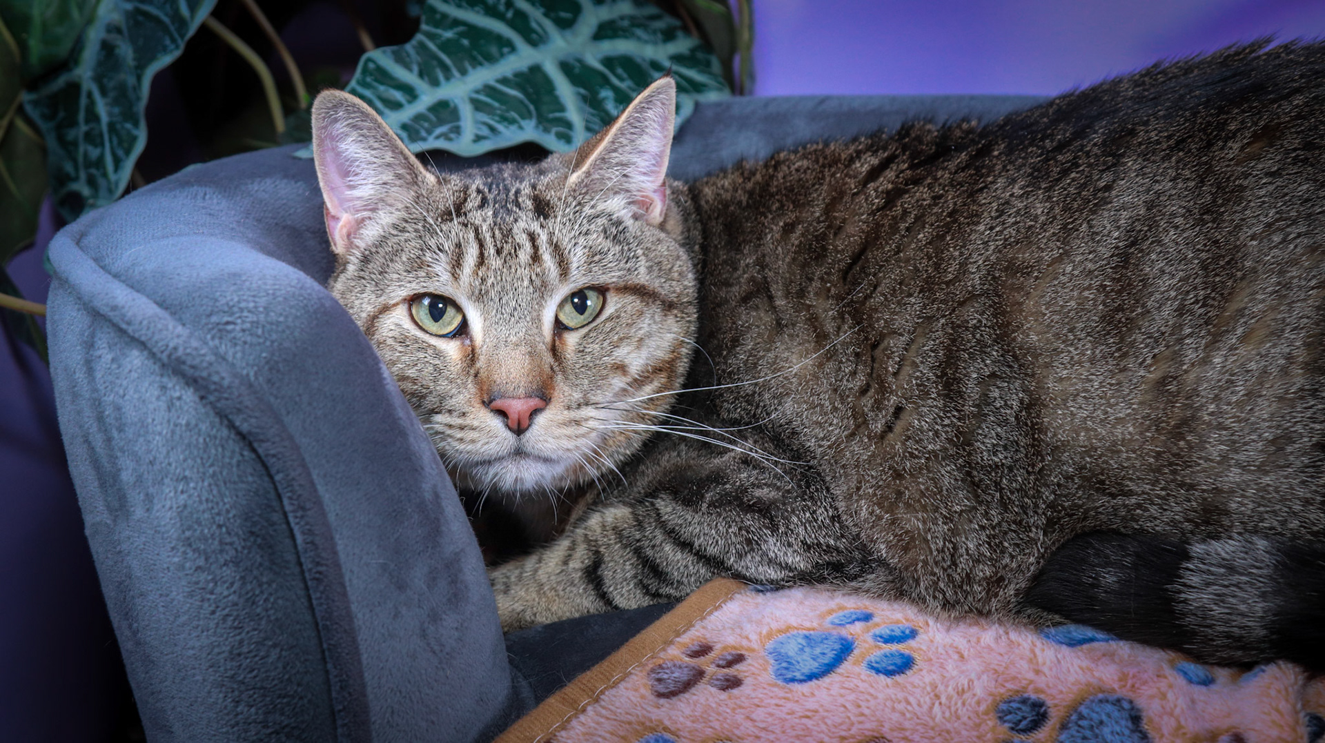 Smokes (F-DSH-Tabby)