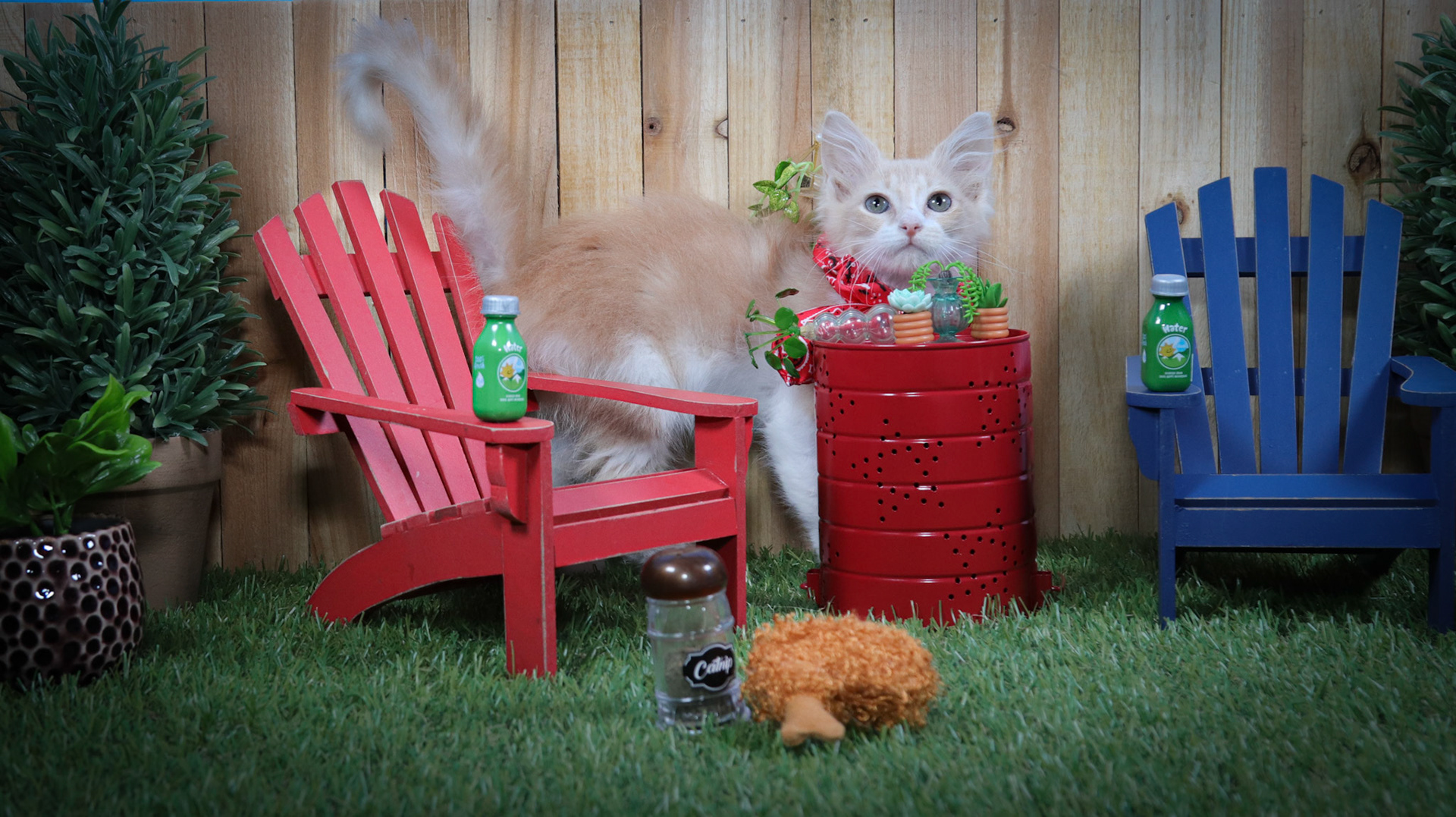 Frannie (F-DMH-Ginger/White)