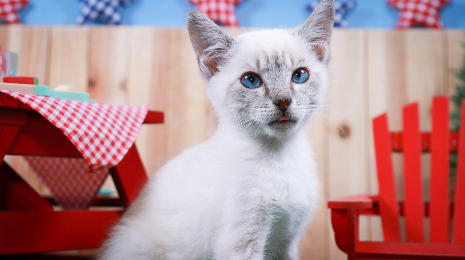 Elliot (F-DSH-Lynx Point Siamese)