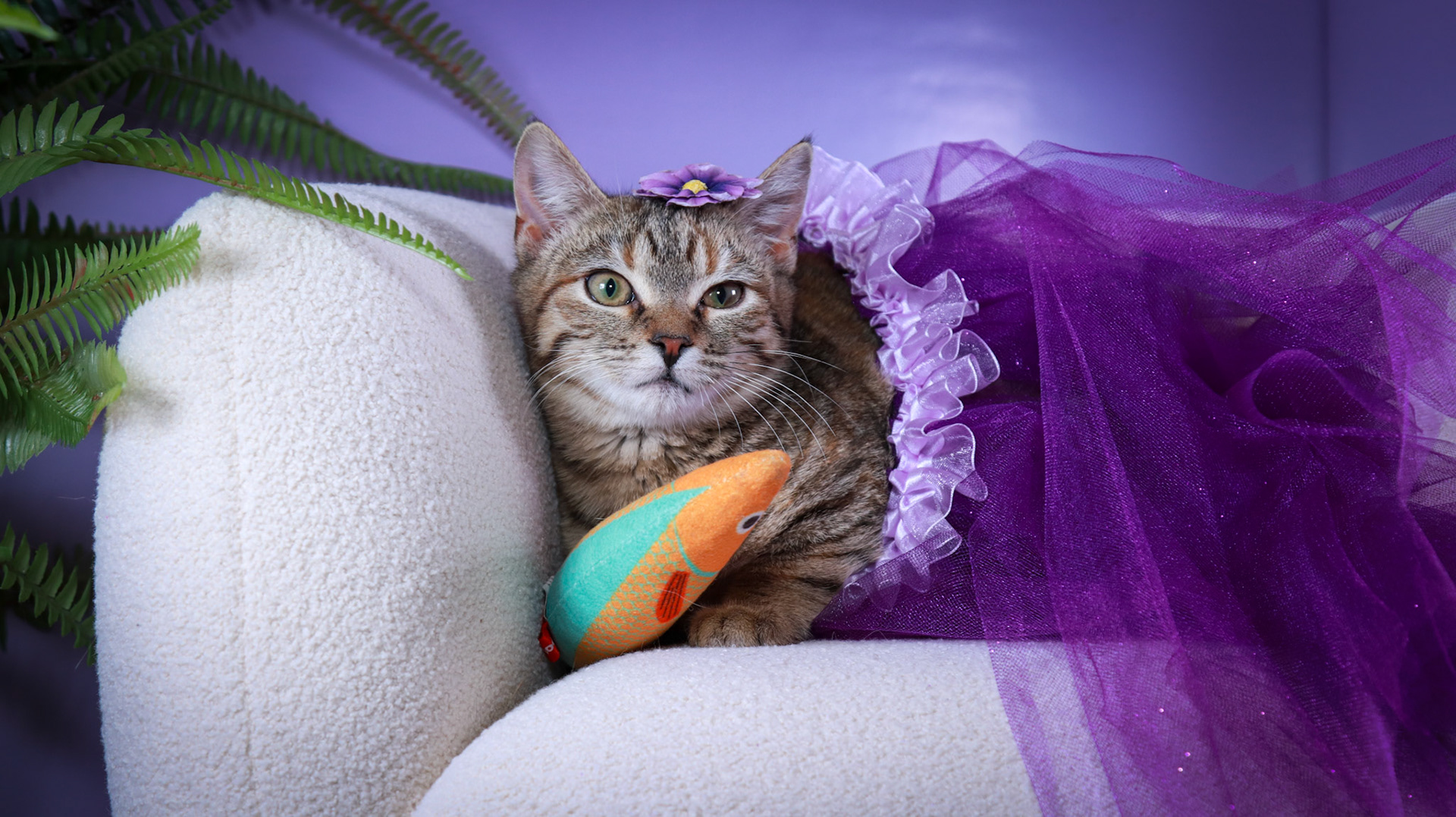 Poppy (F-DSH-Torbie)