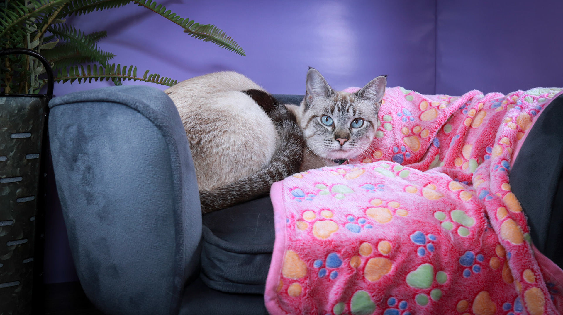 Daisy (F-DSH-Lynx Point Siamese)