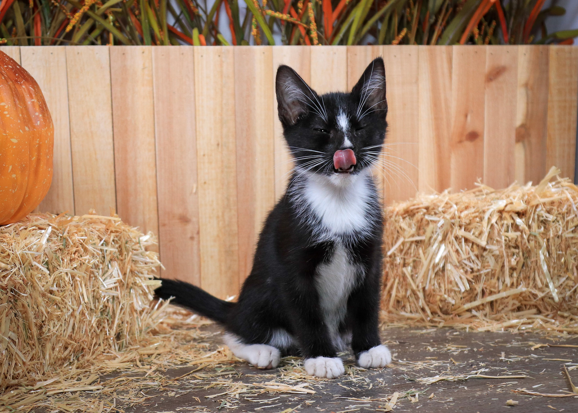 Ringo (M-DSH-Black/White/Tuxedo)