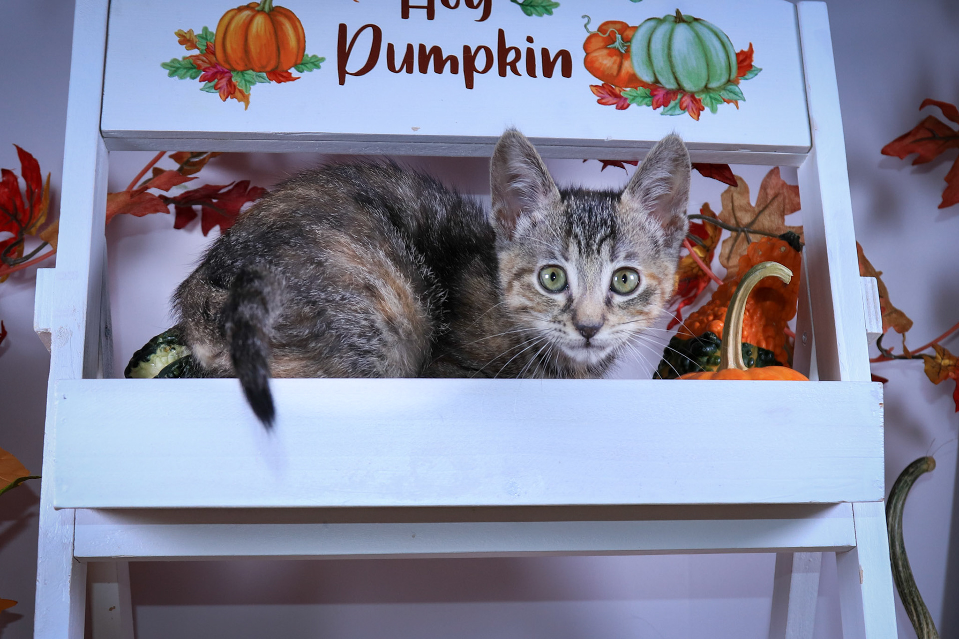 Strawberry (F-DSH-Torbie)