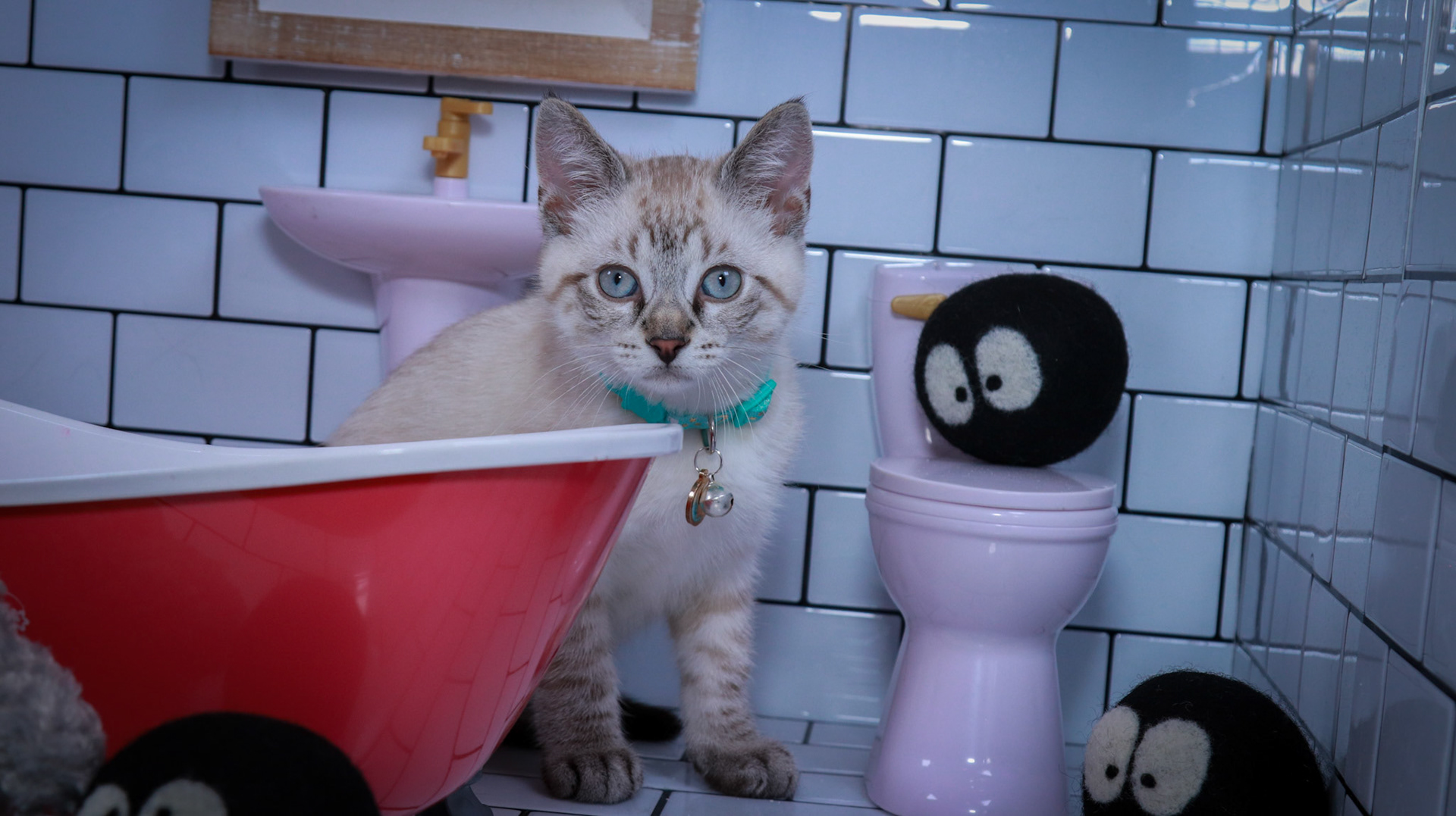 Howl (M-DSH-Links Point Siamese)
