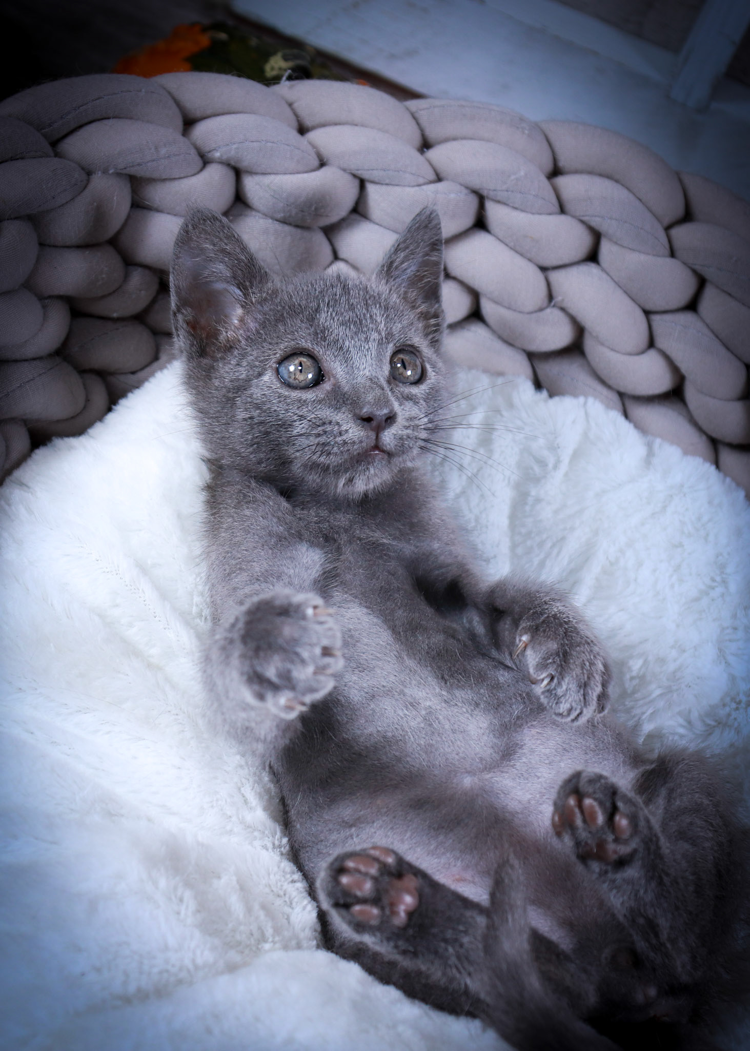 Archer (M-DSH-Ru8ssian Blue/Mix)