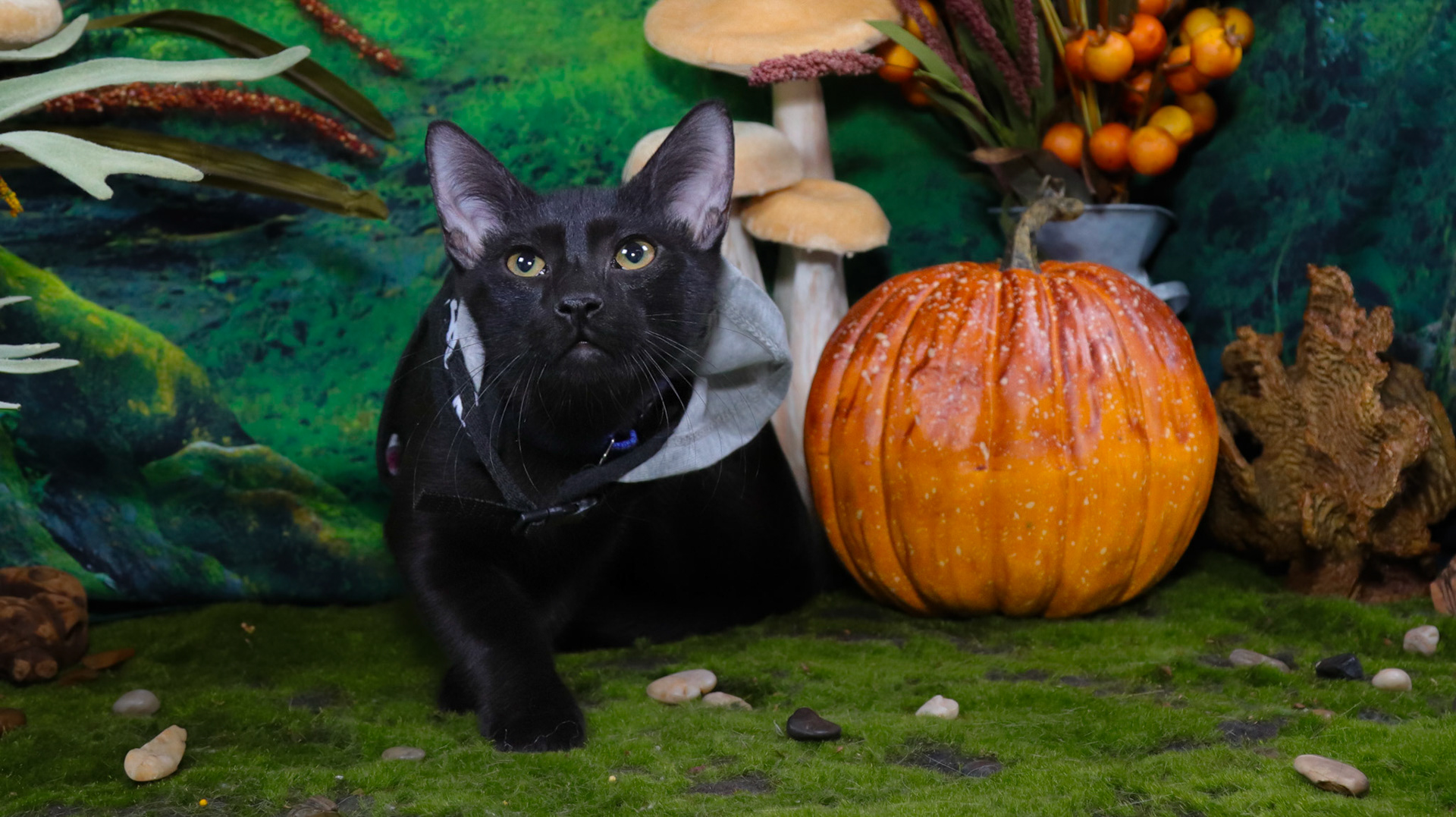 Raven (M-DSH-Black)