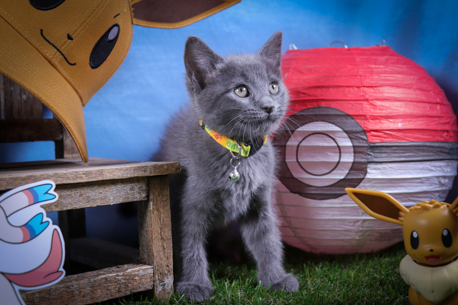 Silveon (F-DSH-Grey)