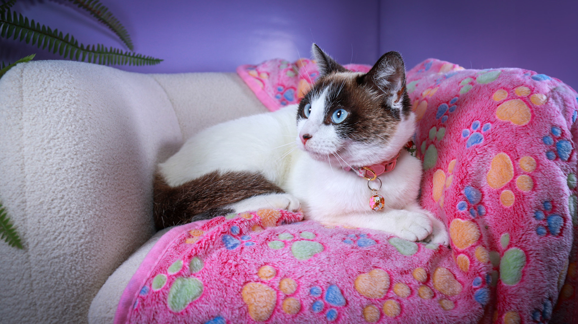 Kilala (F-DSH-Snow Shoe Siamese)