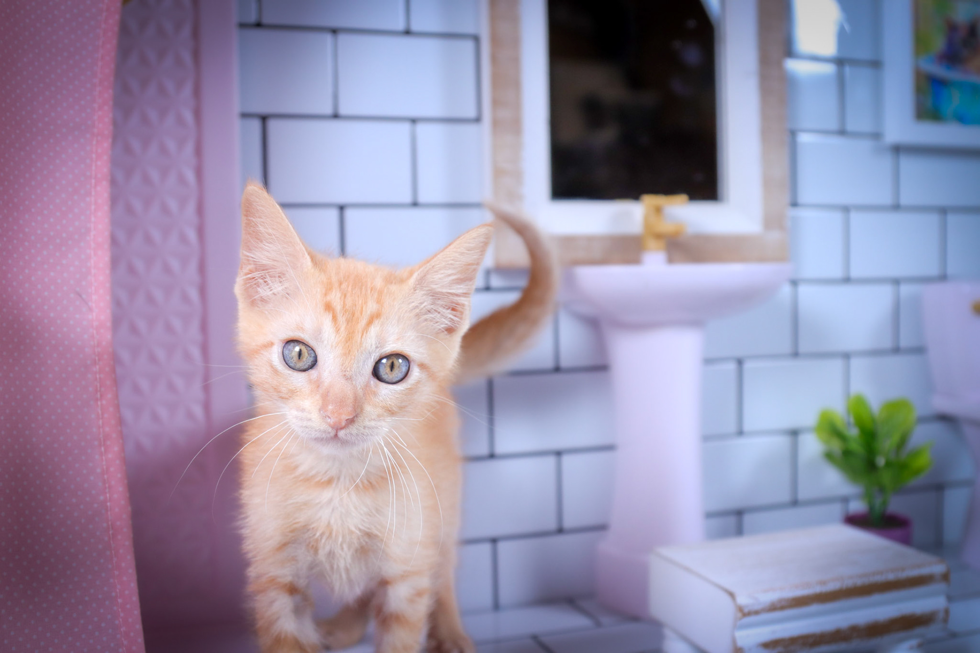 Bowie (M-DSH-Ginger)