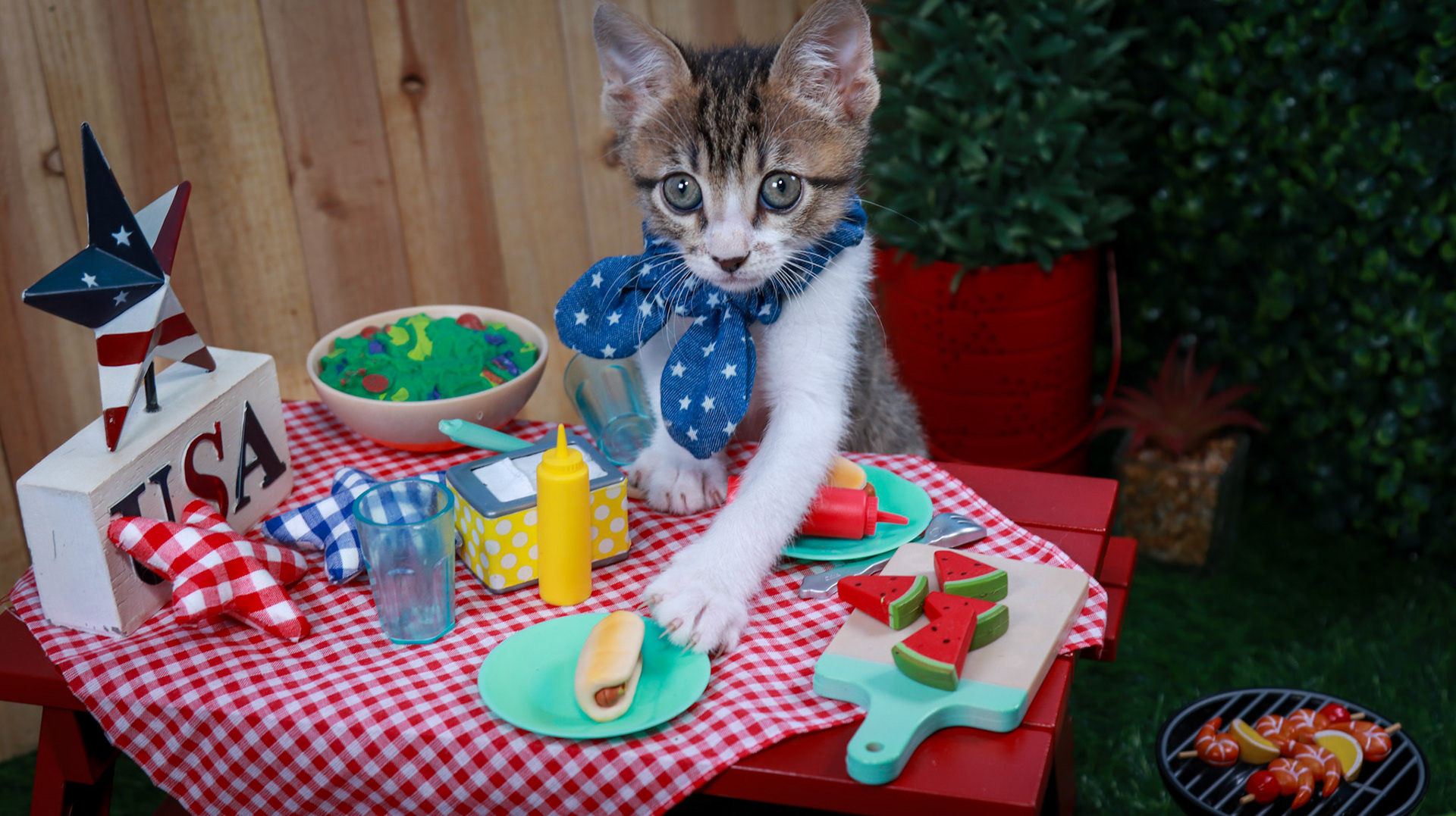 Eragon (M-DSH-Tabby/White)