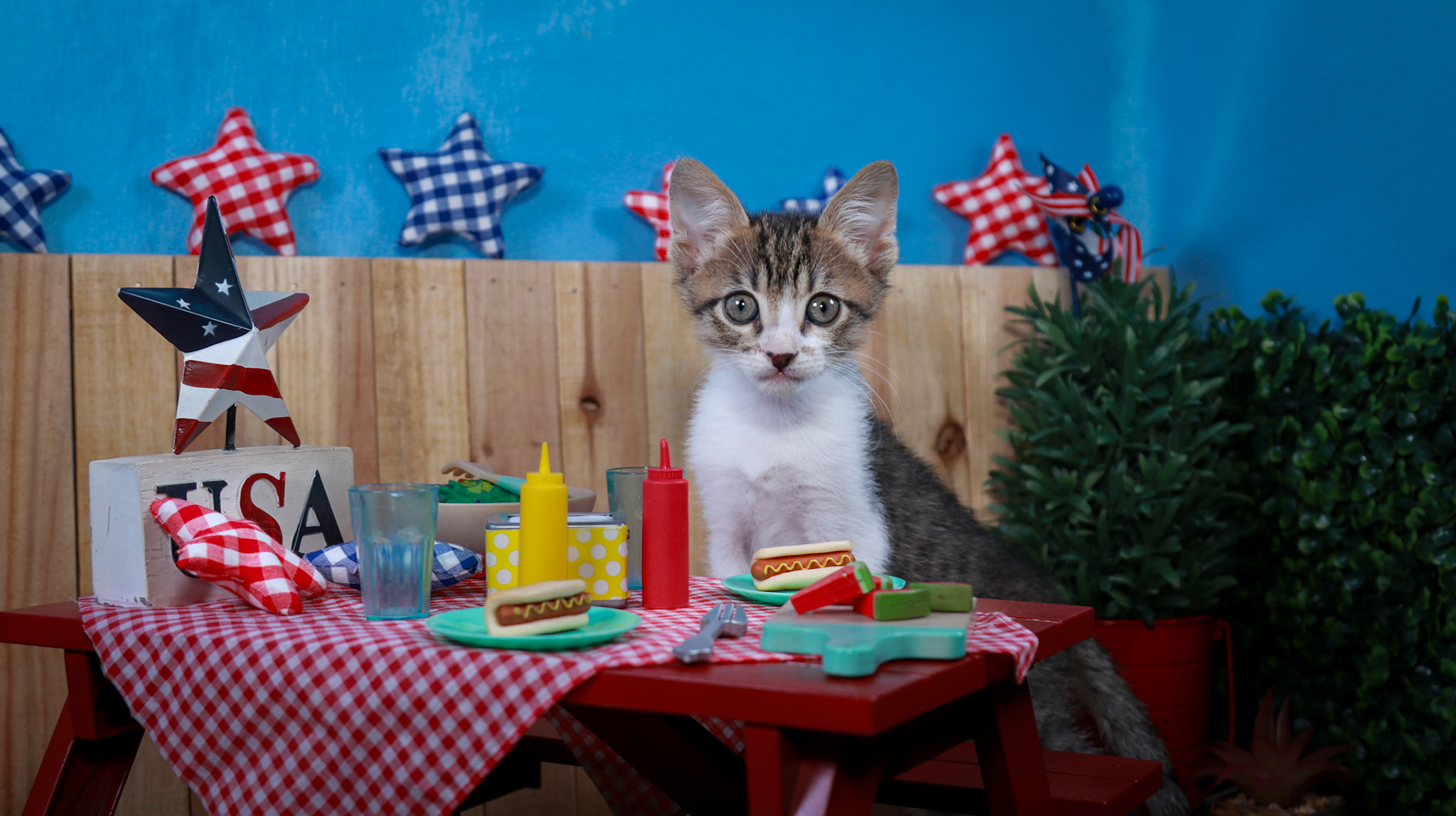 Eragon (M-DSH-Tabby/White)
