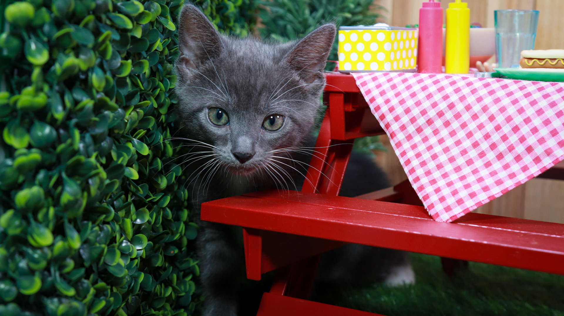 Hematite (F-DSH-Grey/White/Tuxie)