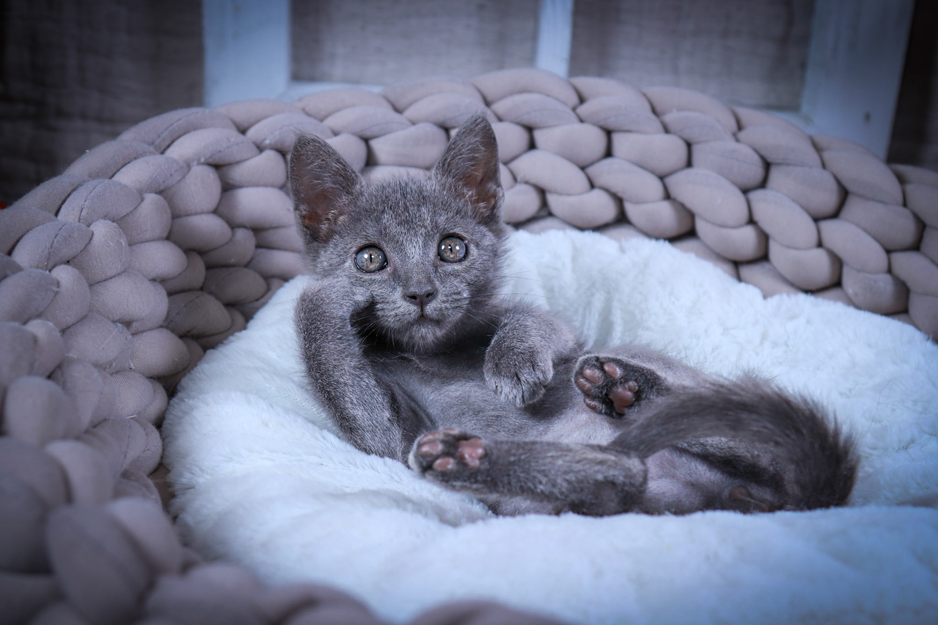 Archer (M-DSH-Ru8ssian Blue/Mix)