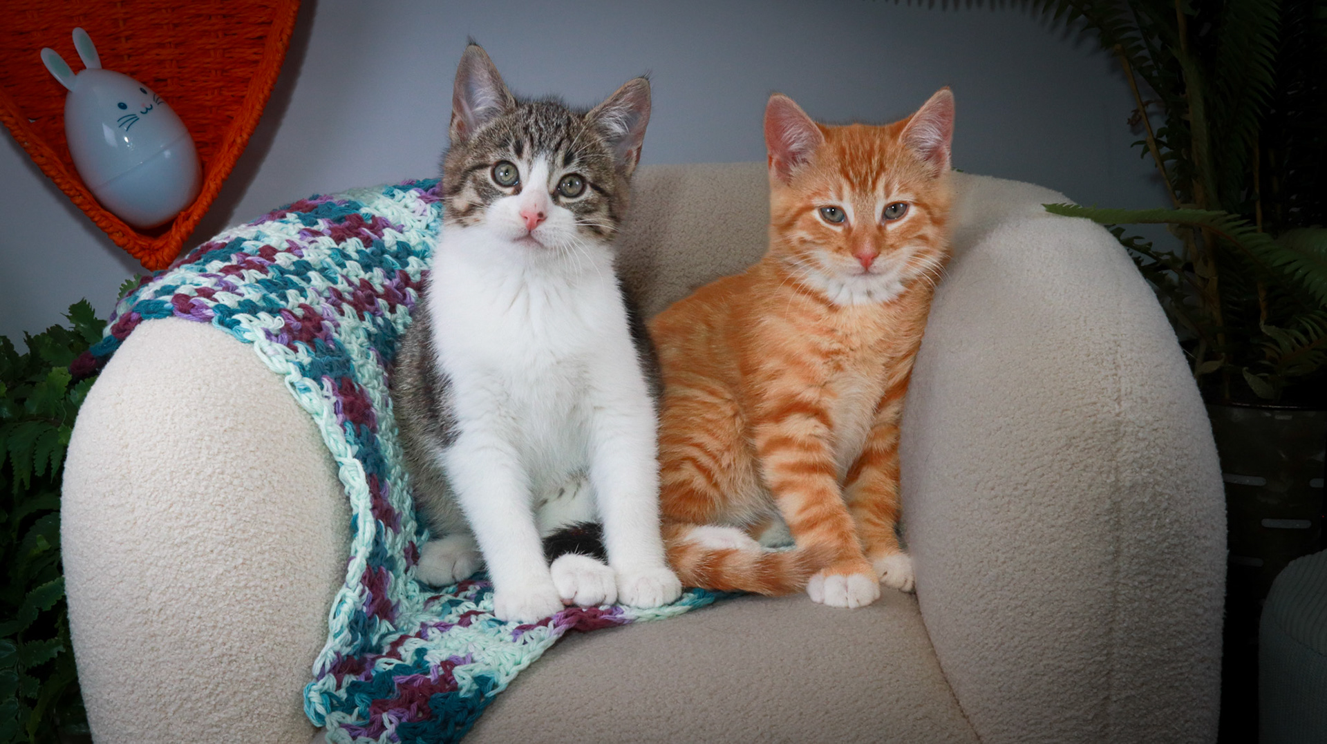 Gus (M-DSH-Tabby/White), Woodrow (M-DSH-Ginger)