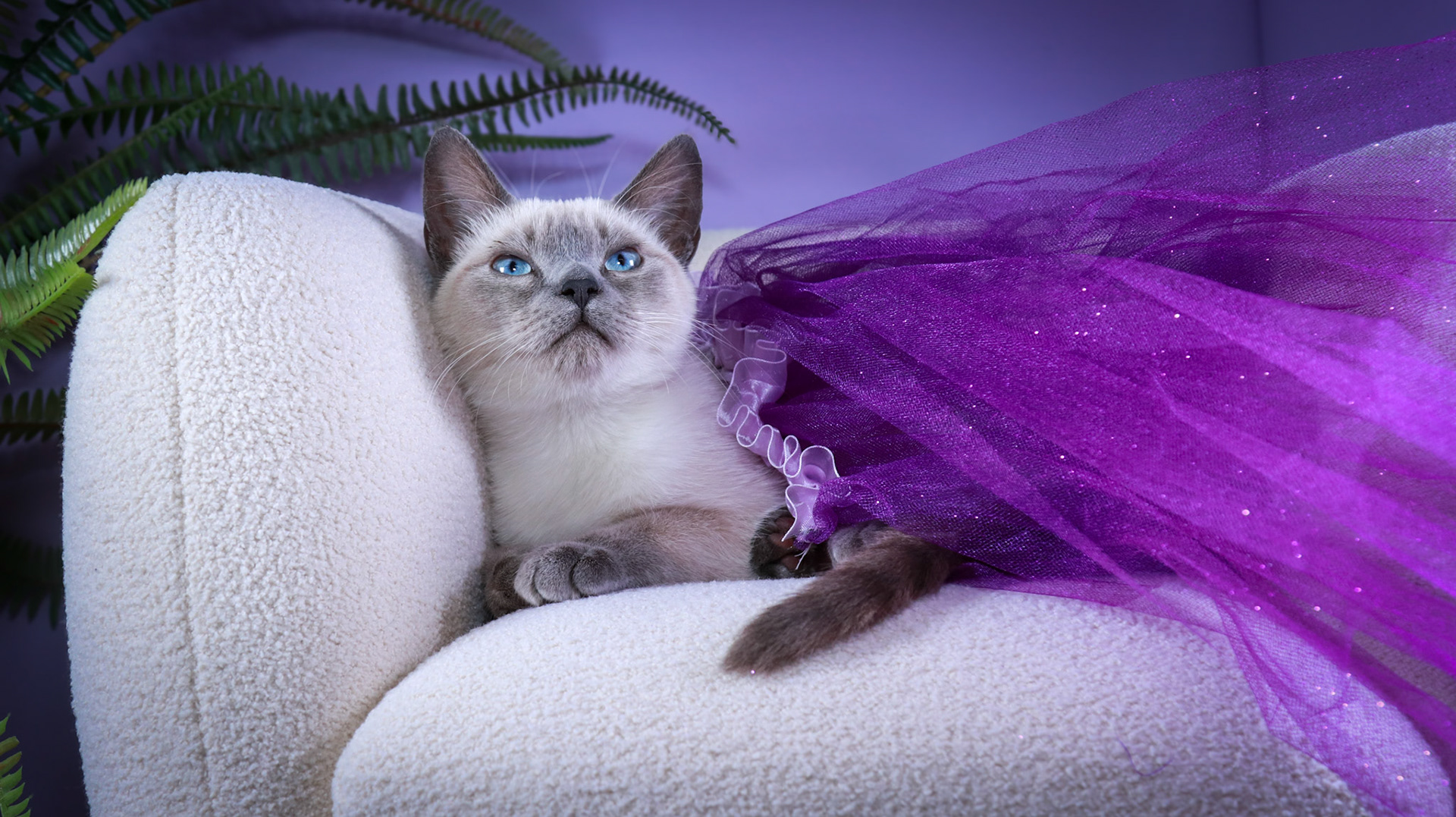 Grit (F-DSH-Siamese)
