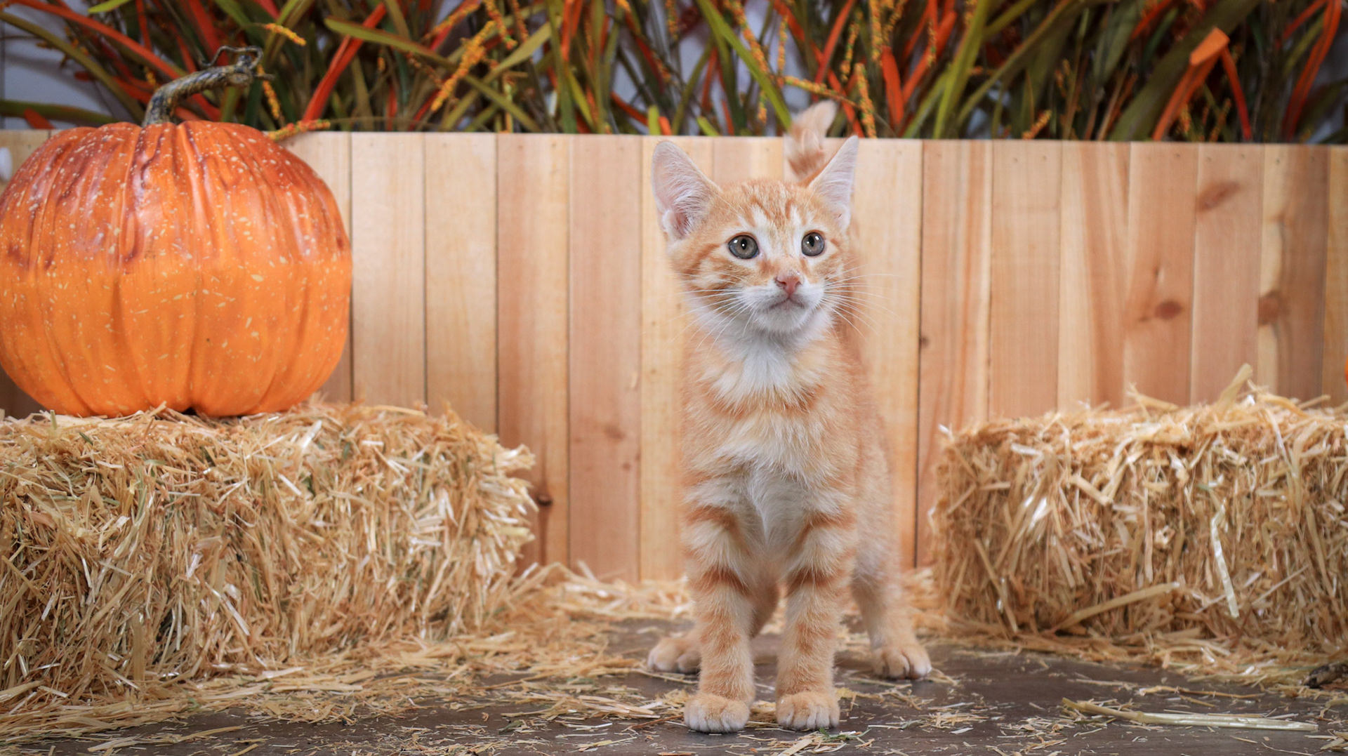 Chester (M-DSH-Ginger)