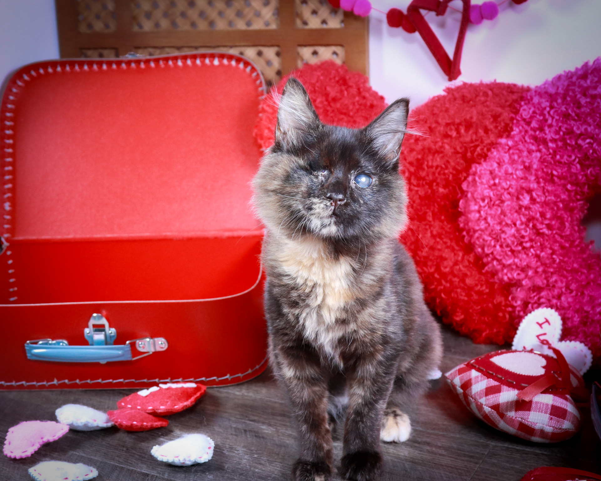 Yoru (F-DMH-Tortie)