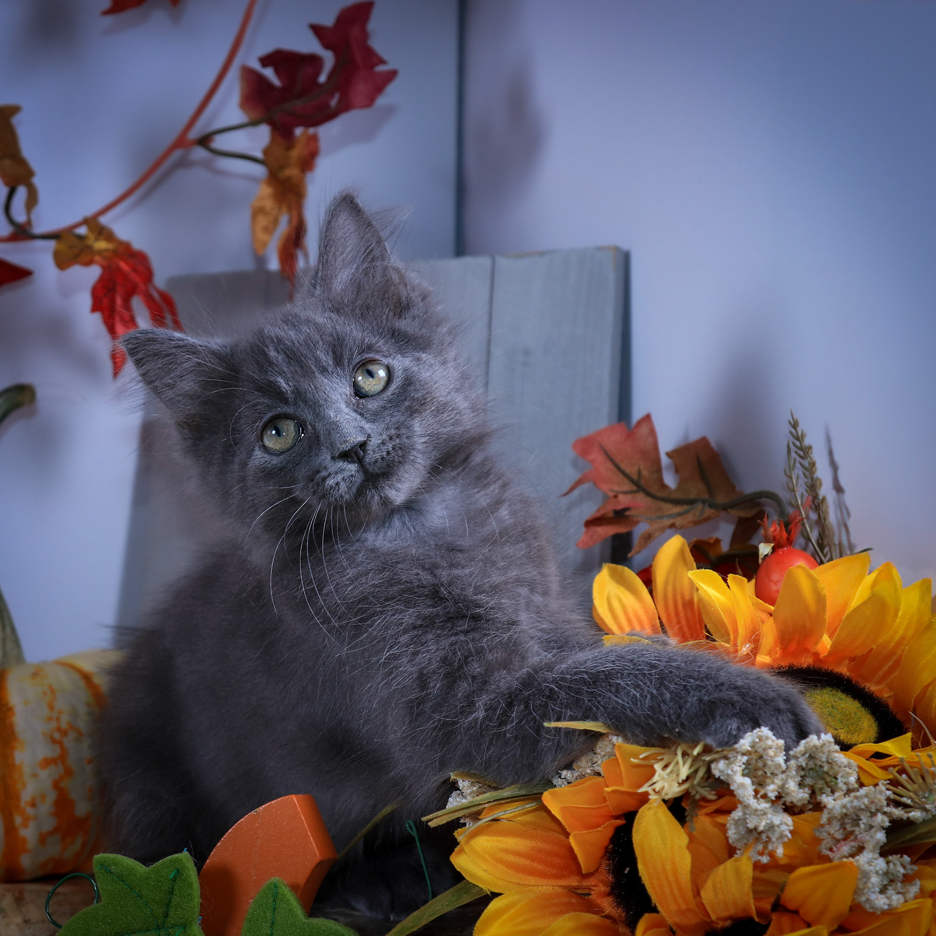 Pepper (M-DLH-Russian Blue)