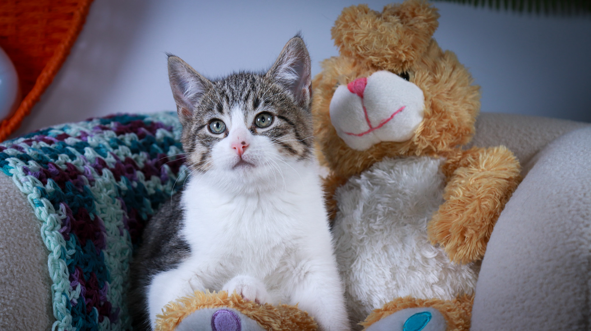 Gus (M-DSH-Tabby/White)