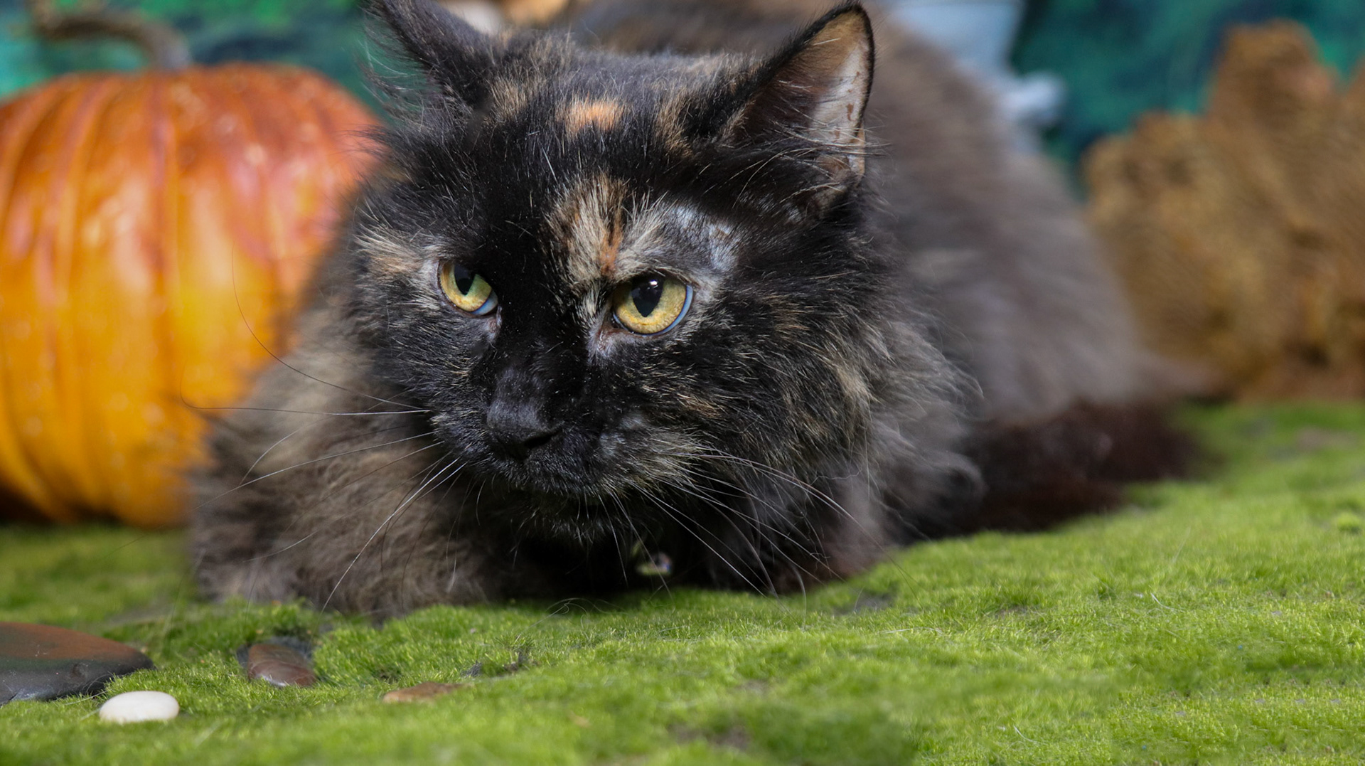 Mochi (F-DLH-Tortie)