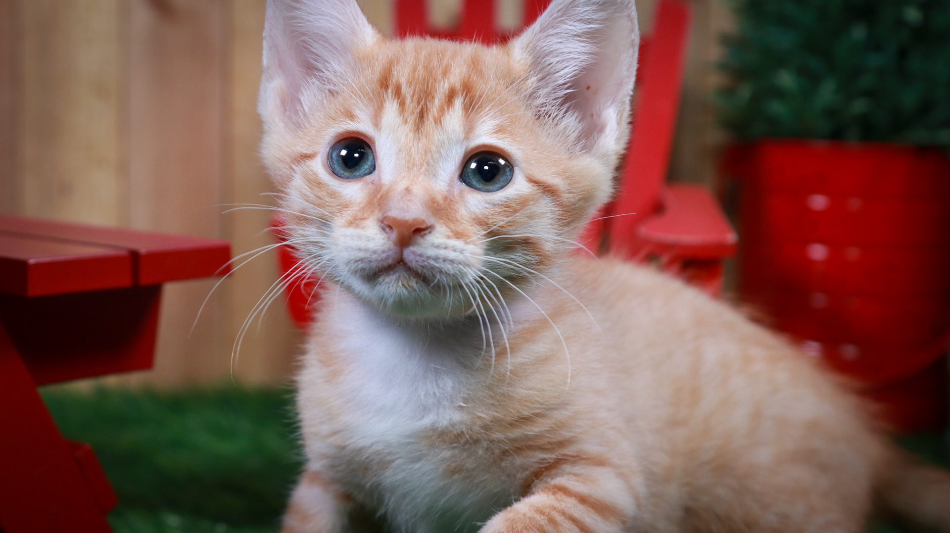 Dobbie (M-DSH-Ginger/White/Tuxie)