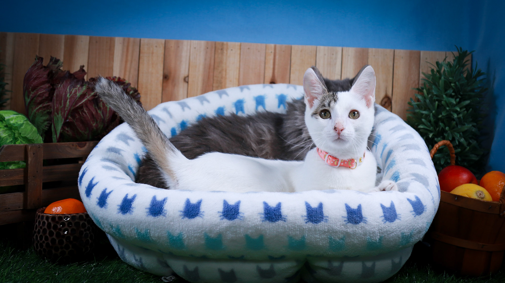 Rini (F-DSH-Tabby/White), Elven (M-DLH-Gray/Tabby)