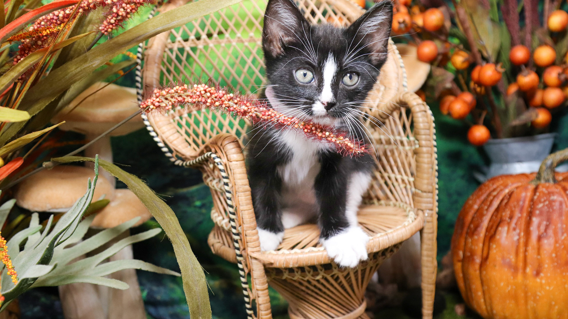 Magnolia (F-DSH-Black/White/Tuxie)