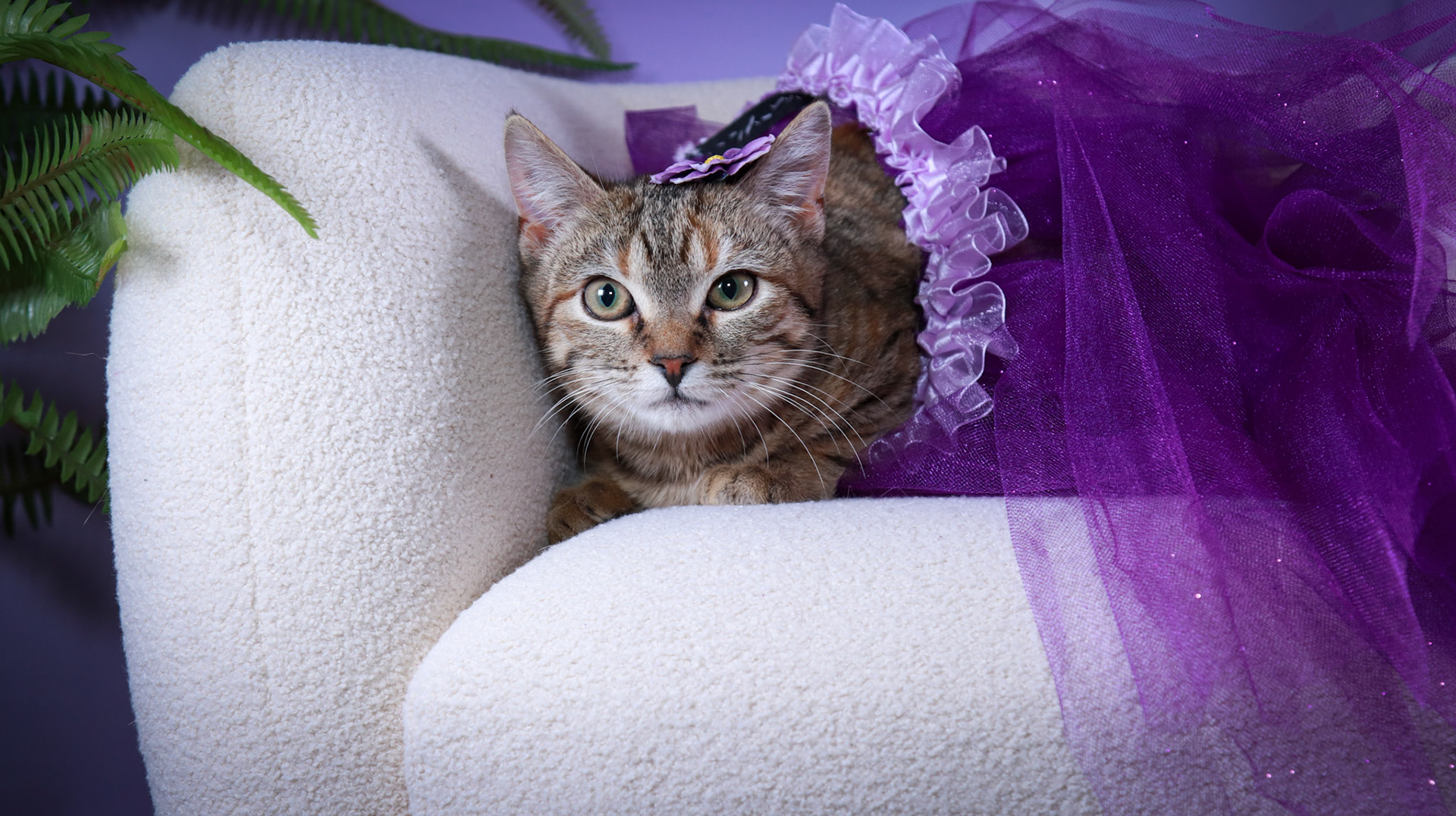 Poppy (F-DSH-Torbie)