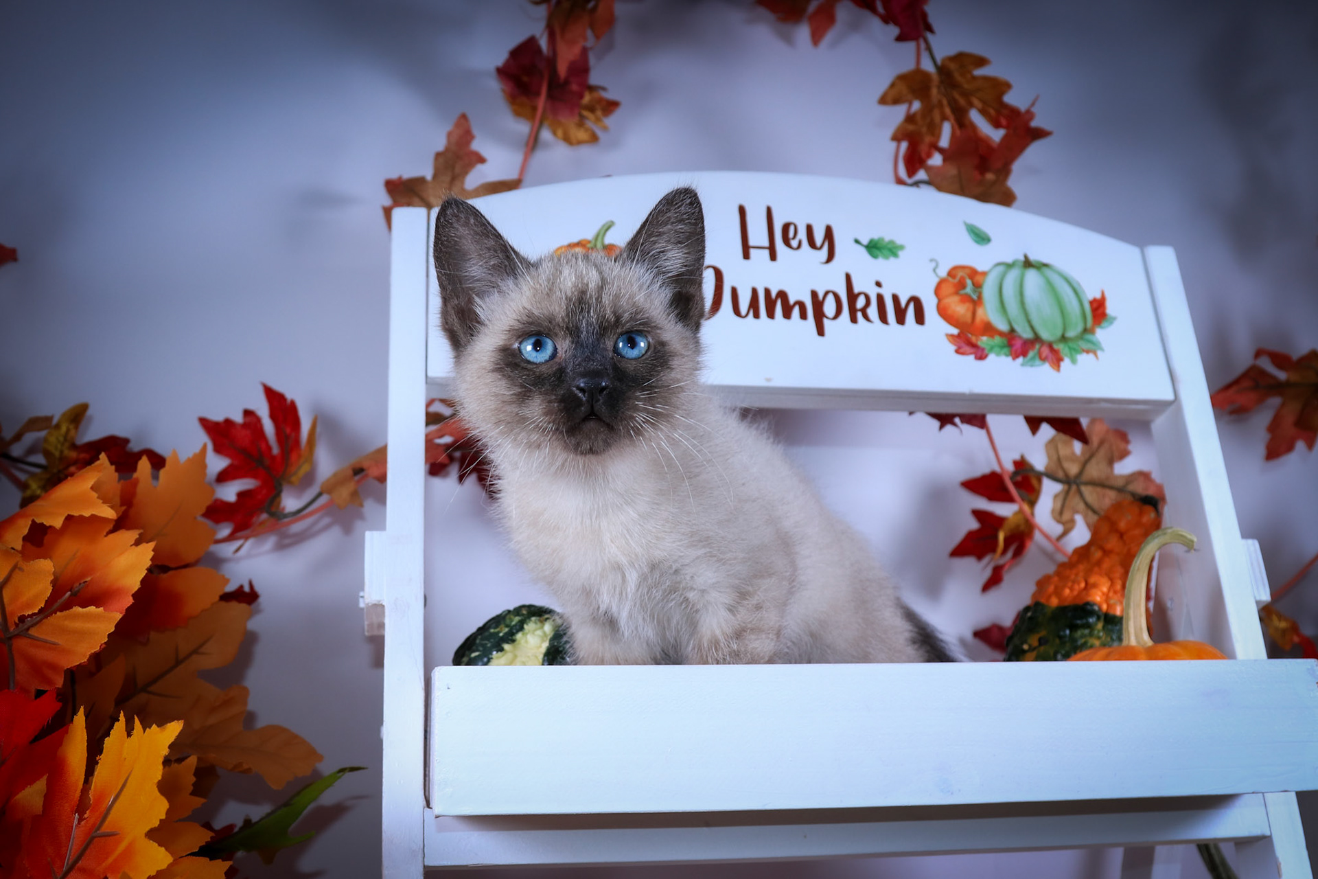Salt (M-DSH-Seal Point Siamese)