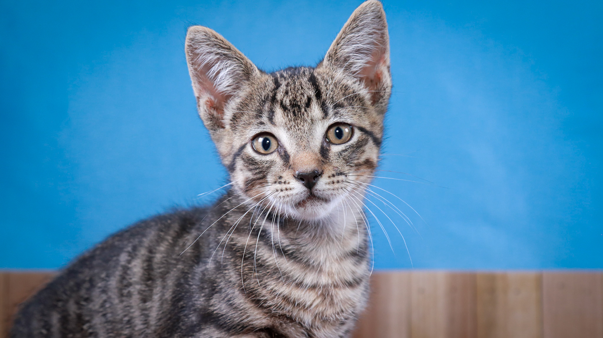 Bootstrap Bill Turner (M-DSH-Tabby)