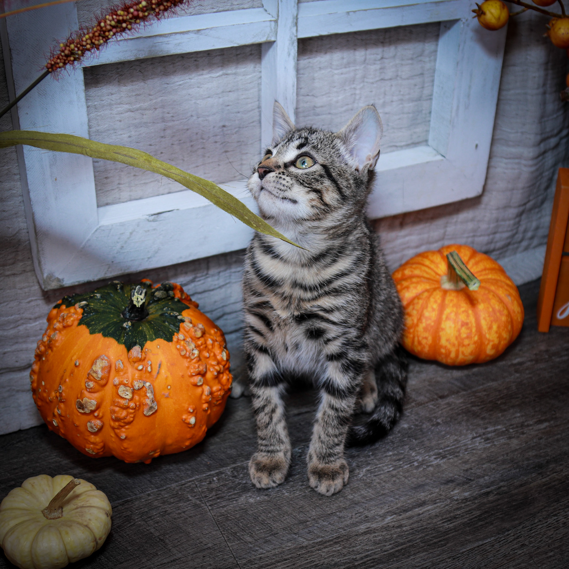 Newo (M-DSH-Tabby)