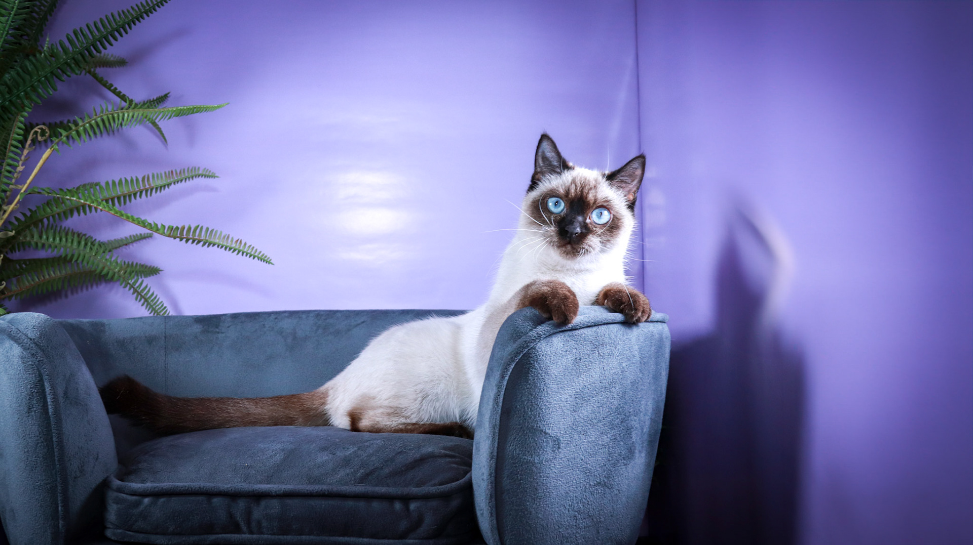 Meci (F-DSH-Seal Point Siamese)