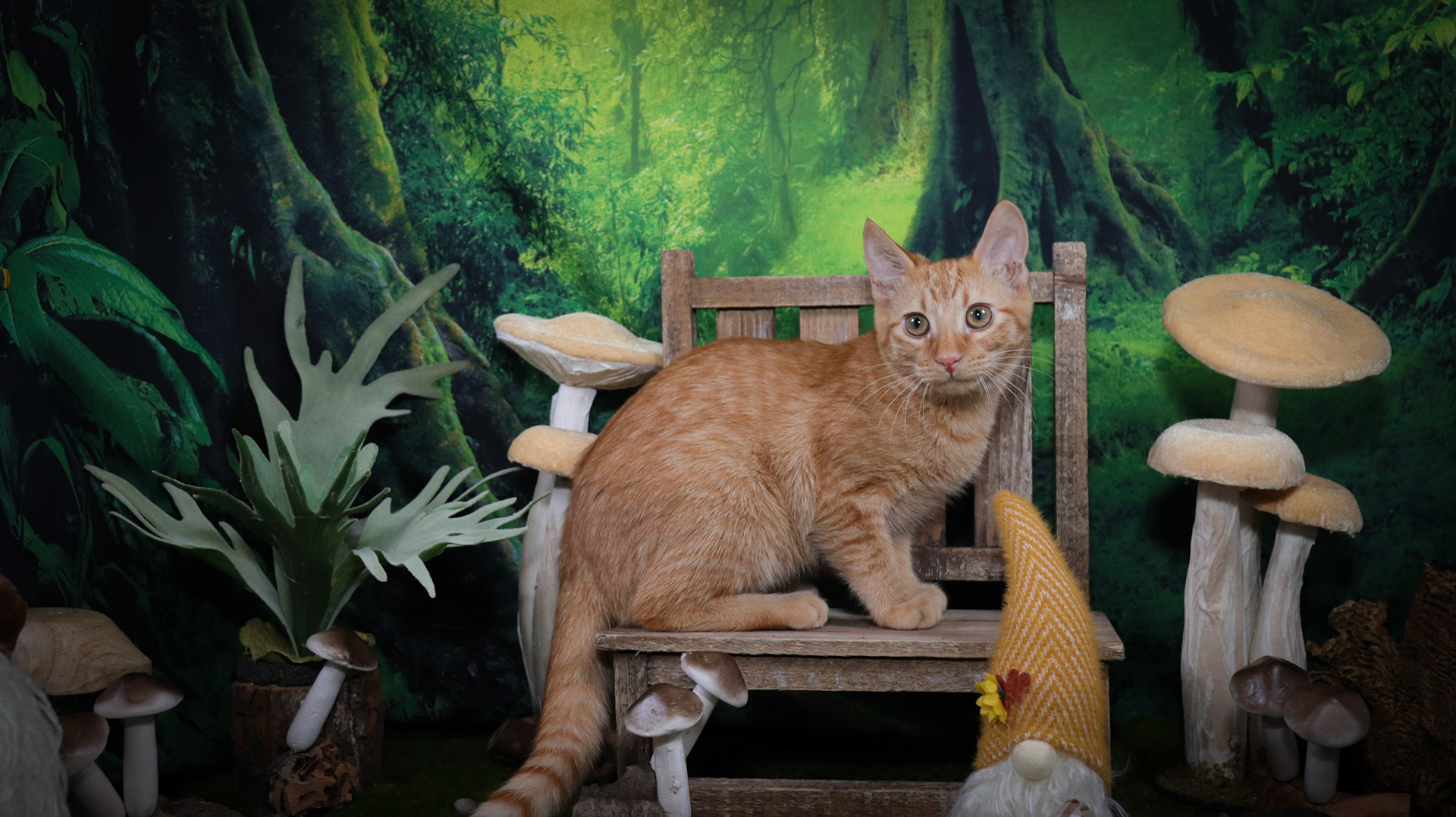 Gordis (M-DSH-Ginger/Tabby)