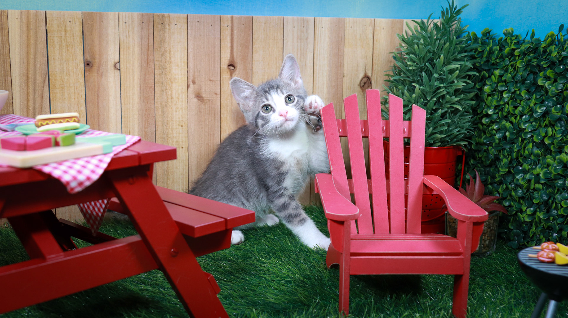 Petunia (F-DSH-Grey/Tabby/White)