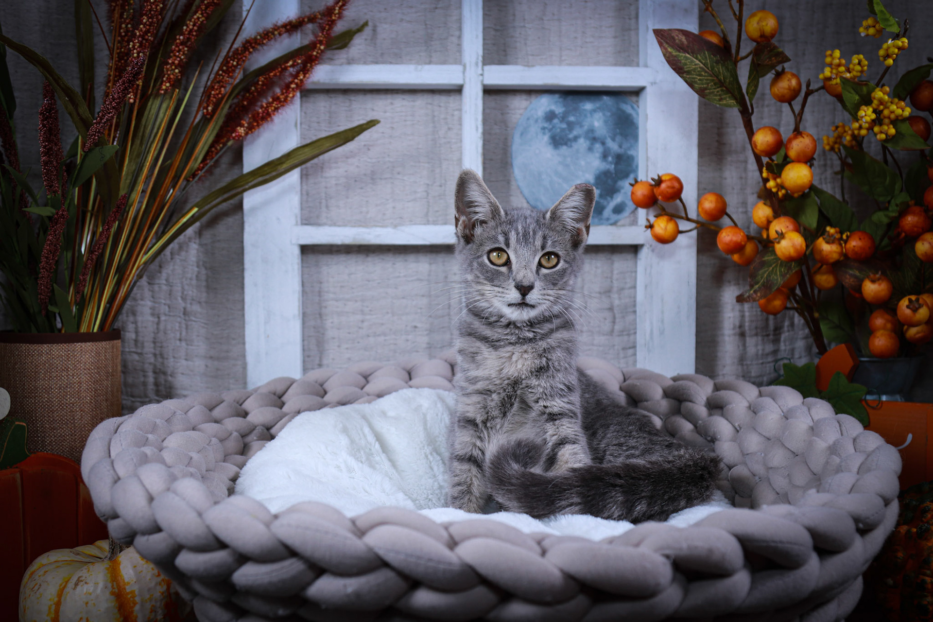 Fontana (F-DSH-Gray/Tabby)