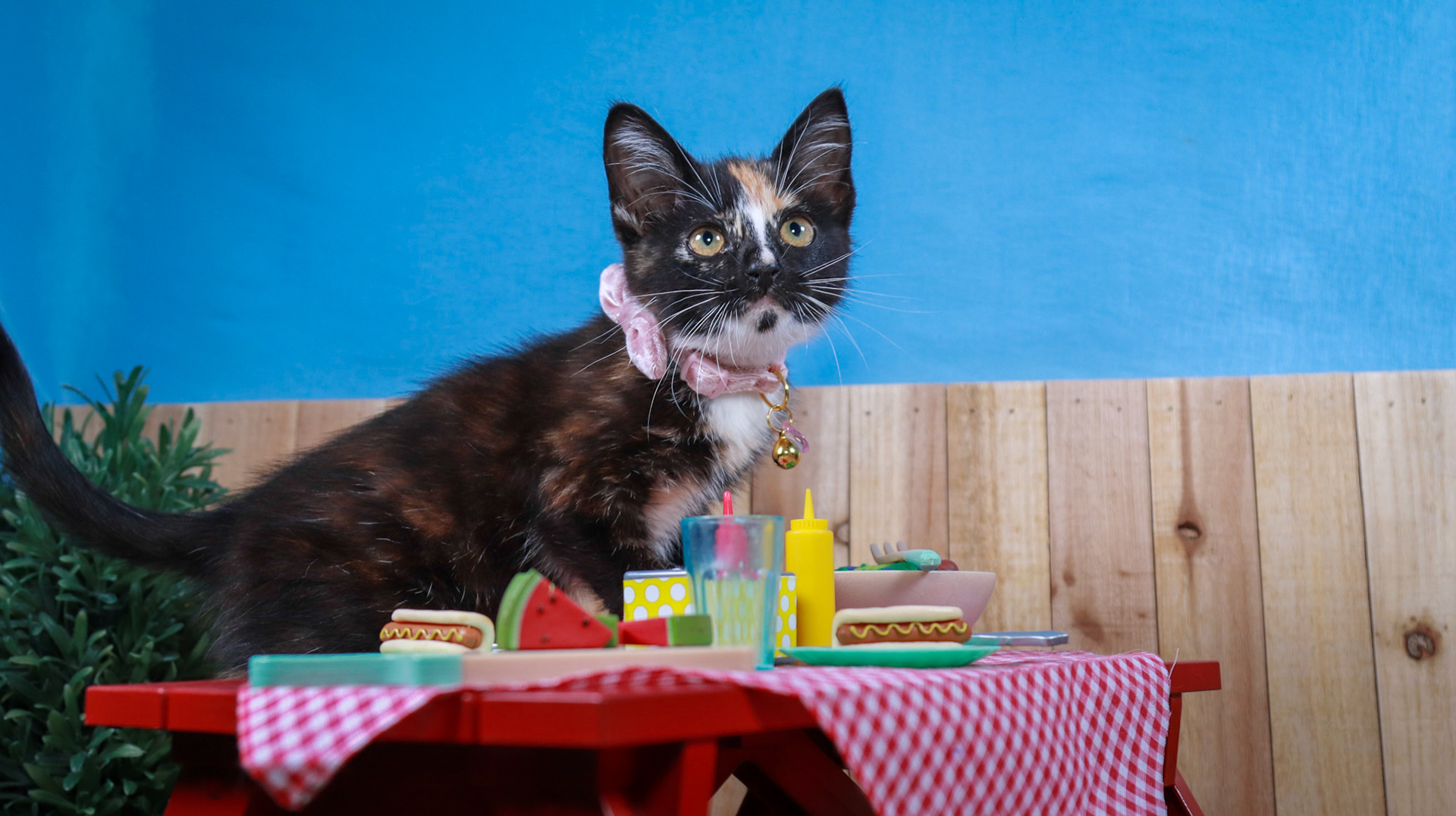 Eulalie (F-DSH-Tortico)