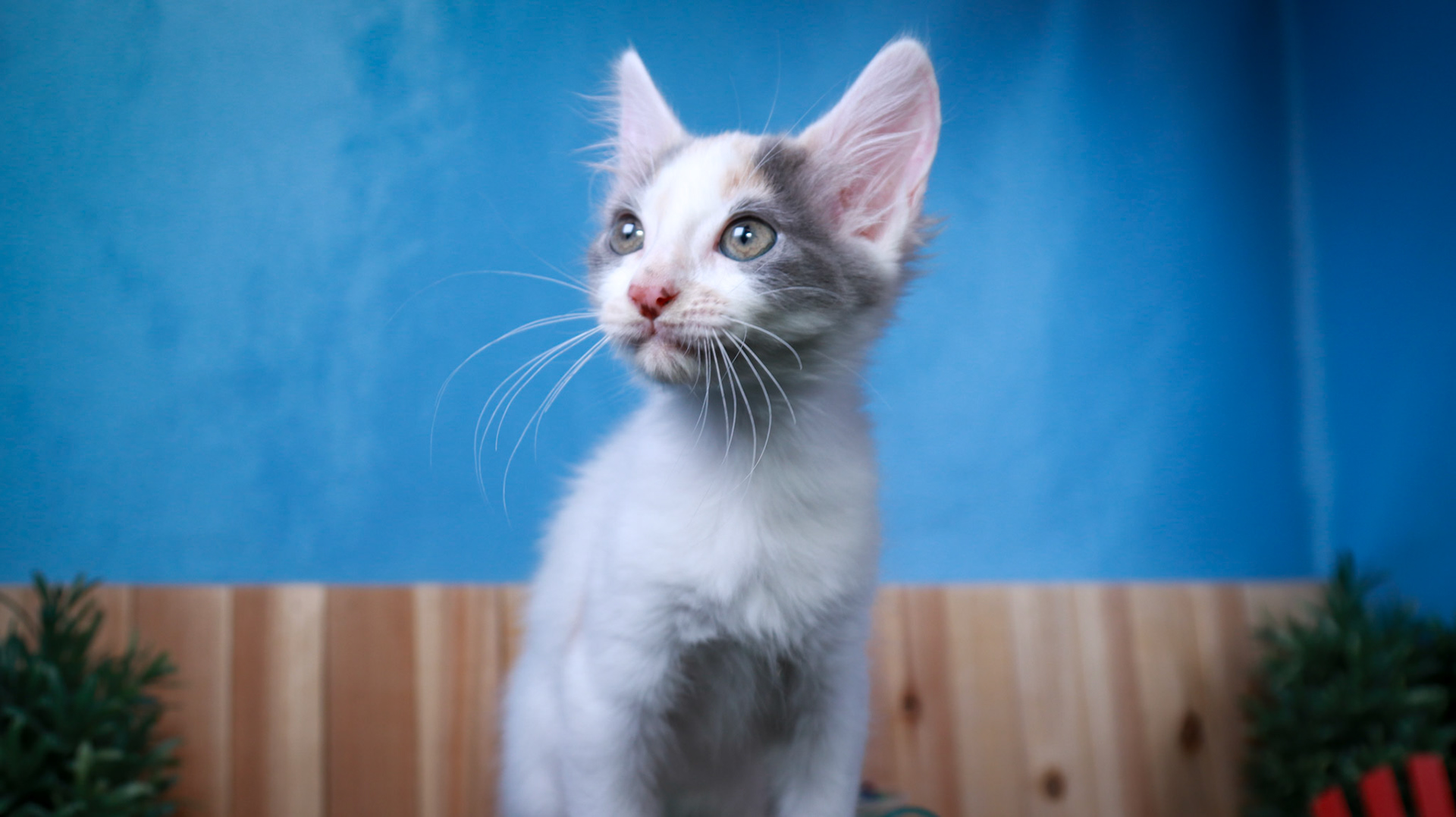 Coconut (F-DSH-Dilute/Calico)