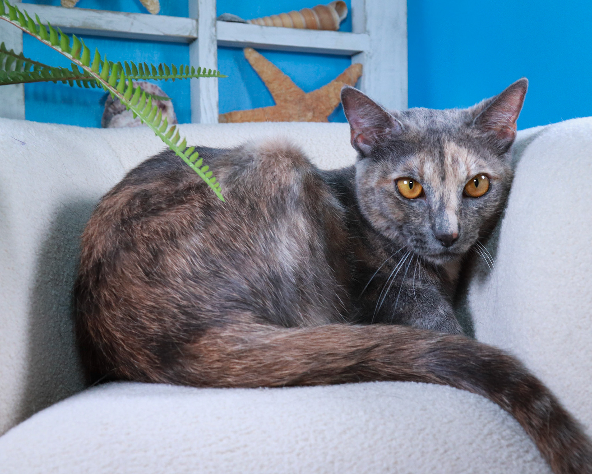 Willow (F-DSH-Dilute Calico)