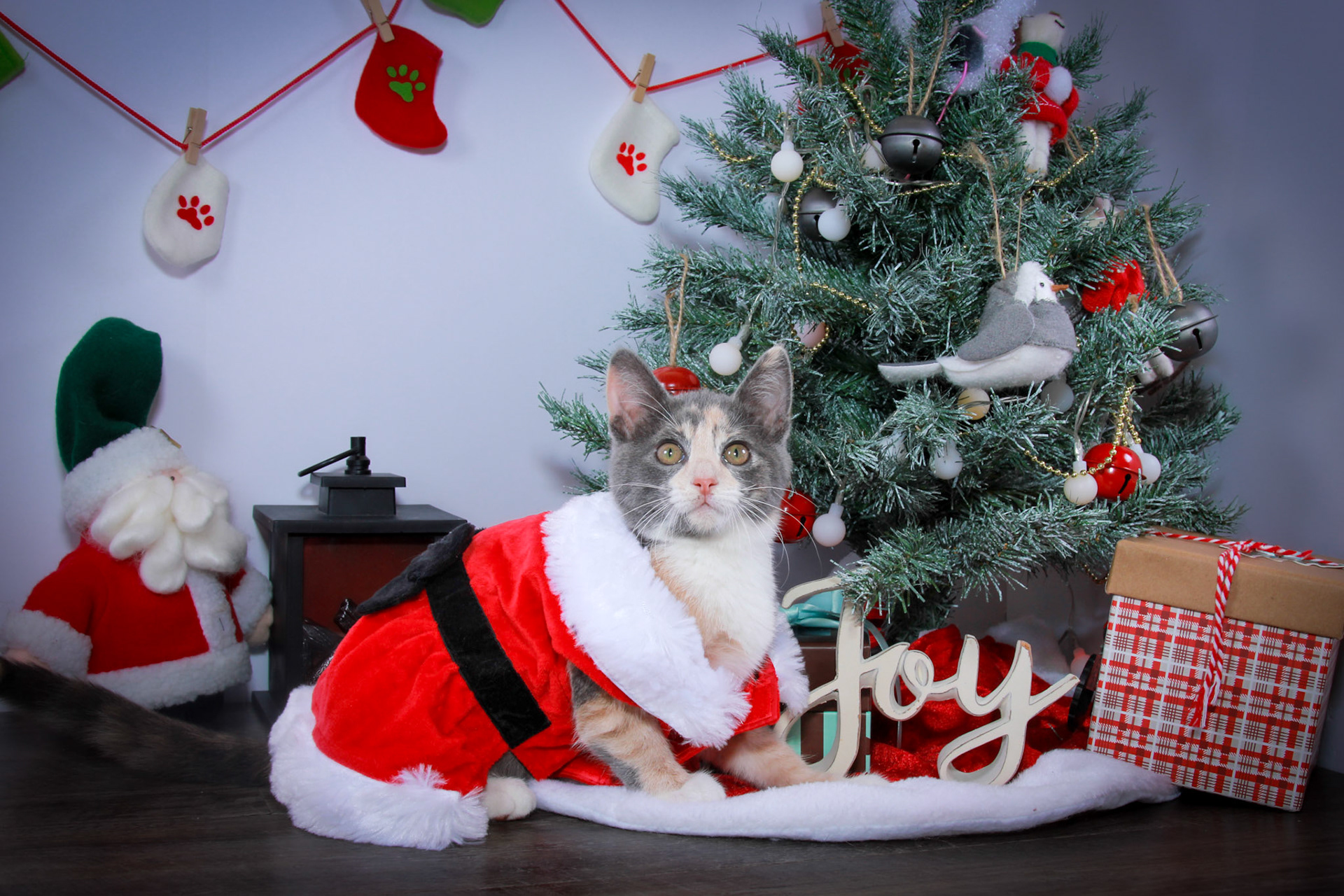 Lulu (F-DSH-Dilute/Calico)