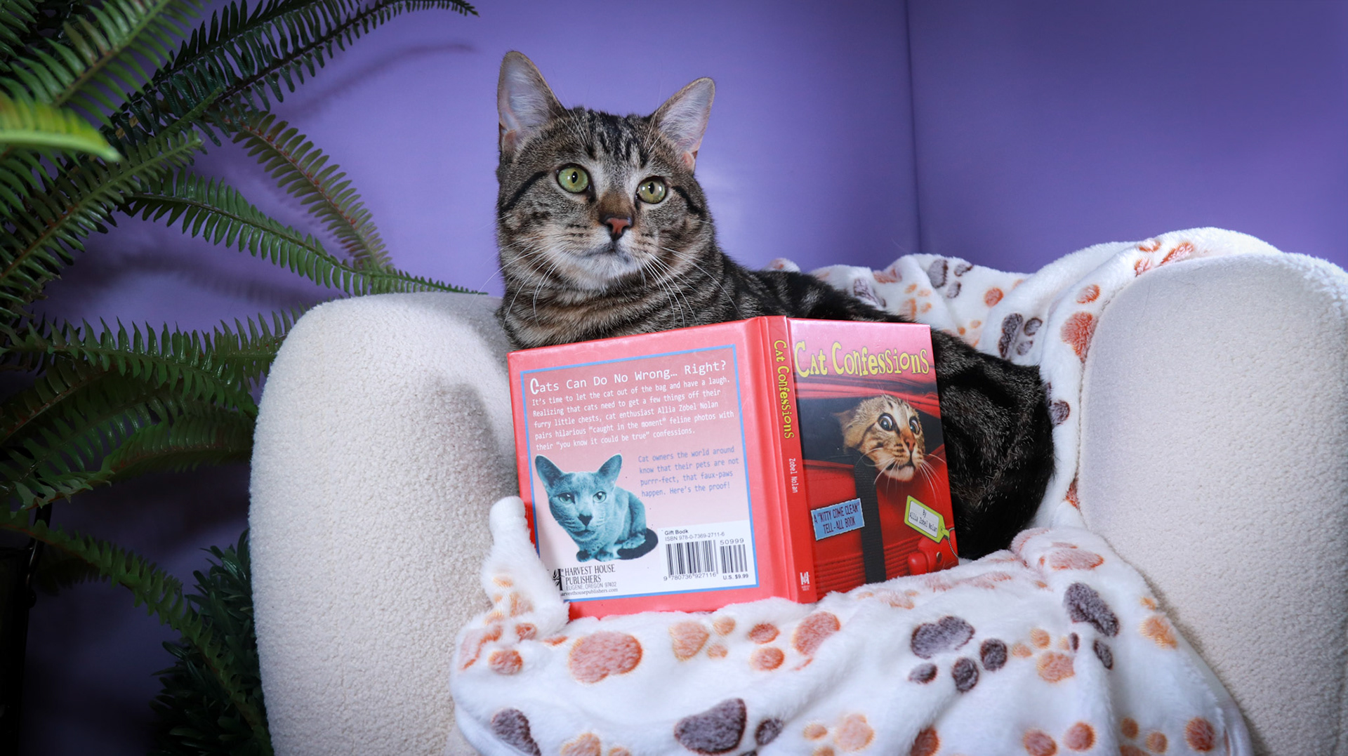 Max (M-DSH-Bullseye Tabby)