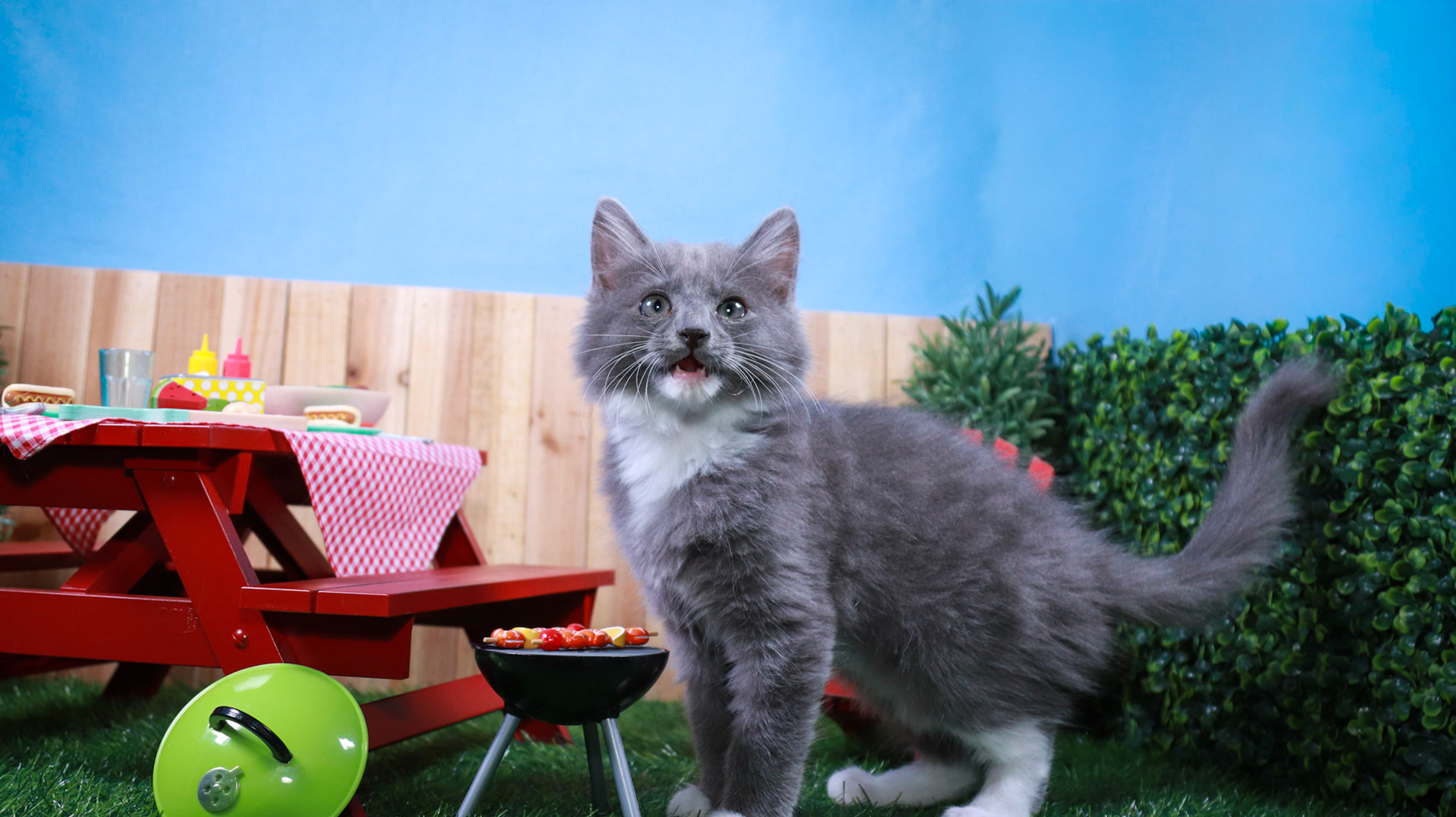 Milo (M-DMH-Grey/White/Tuxie)