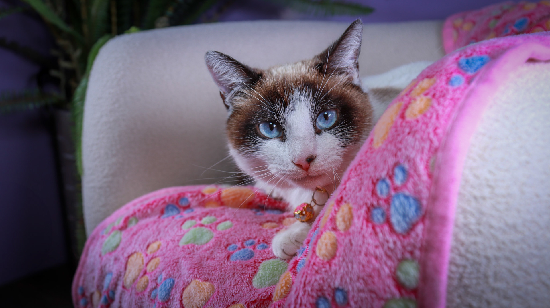 Kilala (F-DSH-Snow Shoe Siamese)