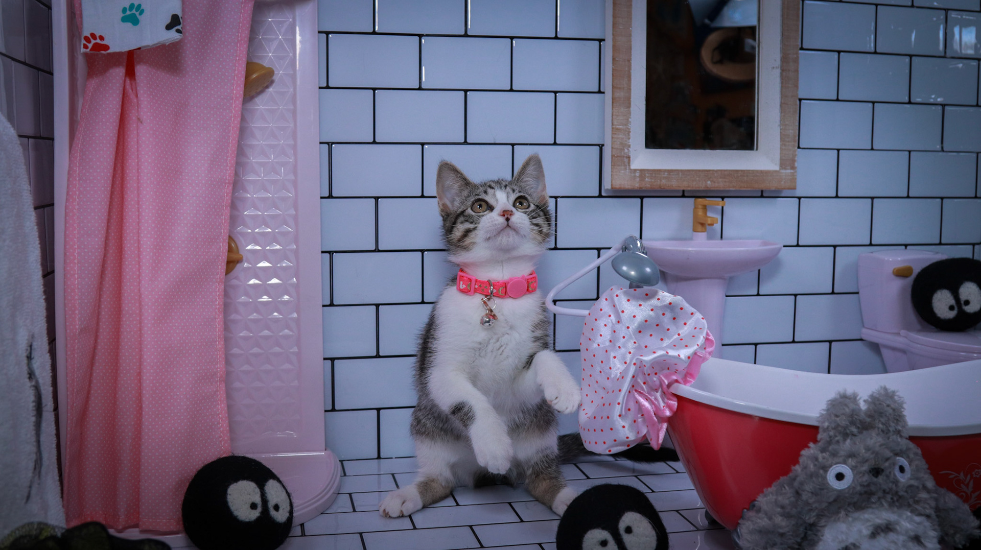 Mei (F-DSH-Tabby/White)