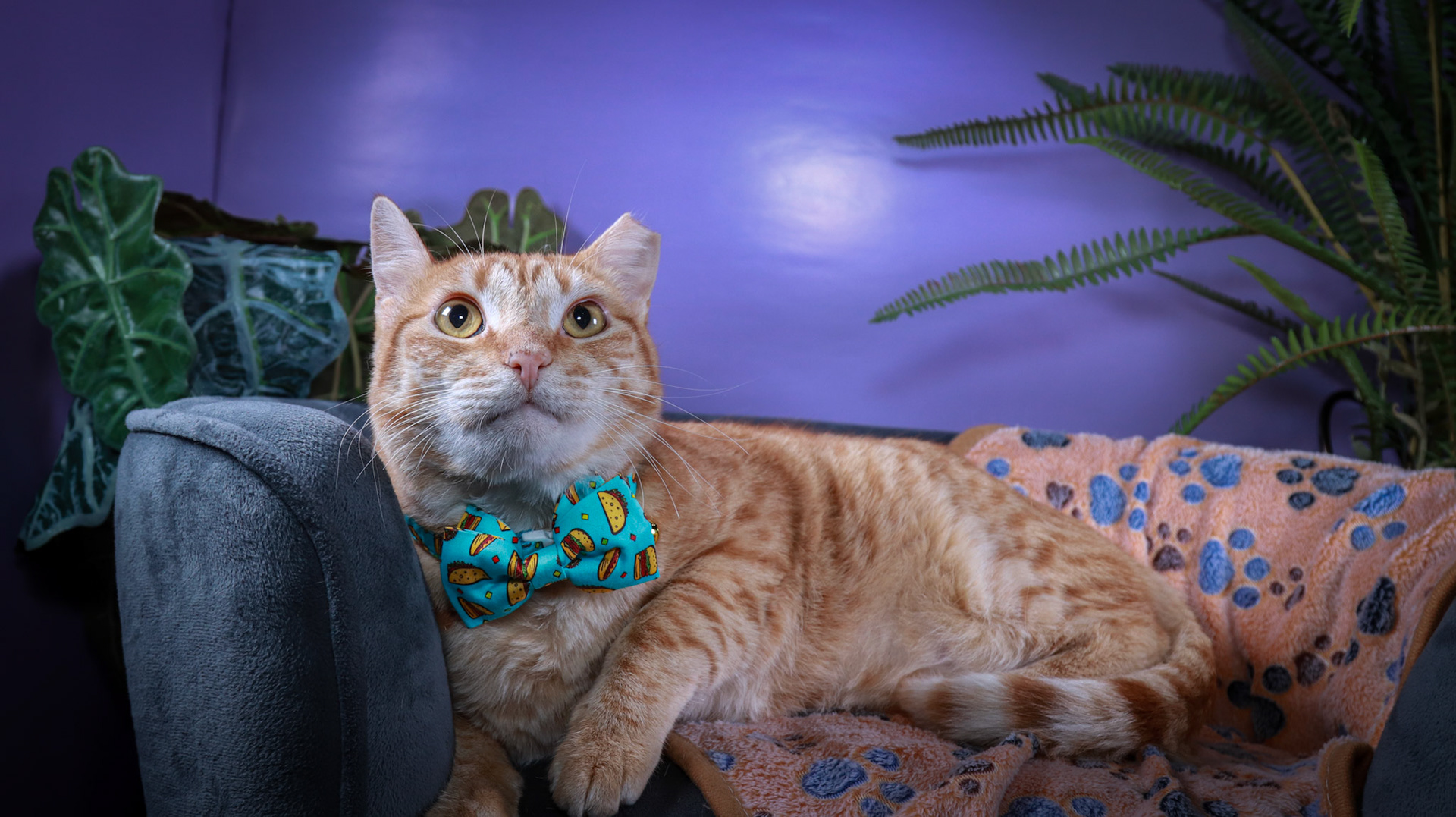 Apollo (M-DSH-Ginger)