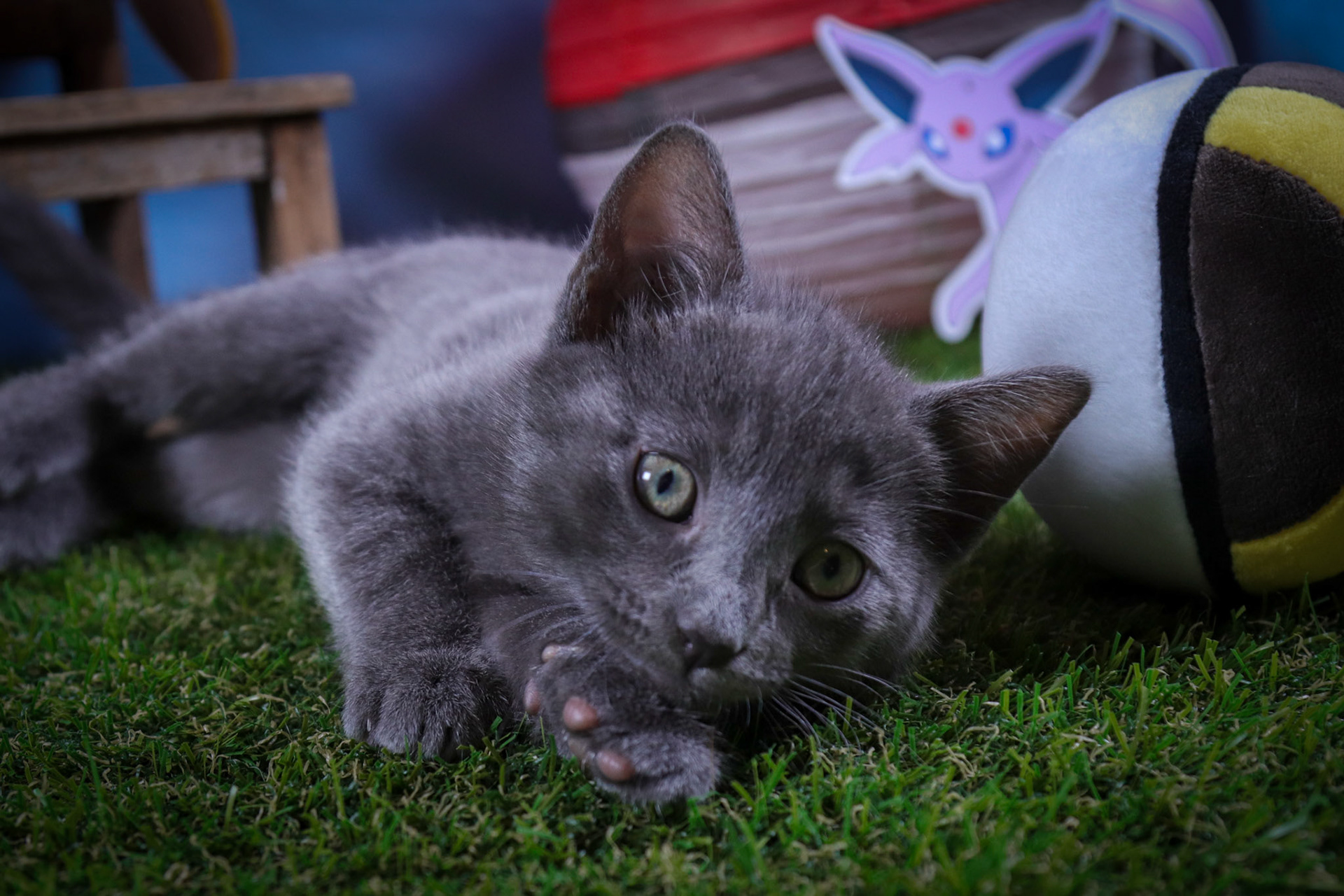 Espeon (F-DSH-Black)